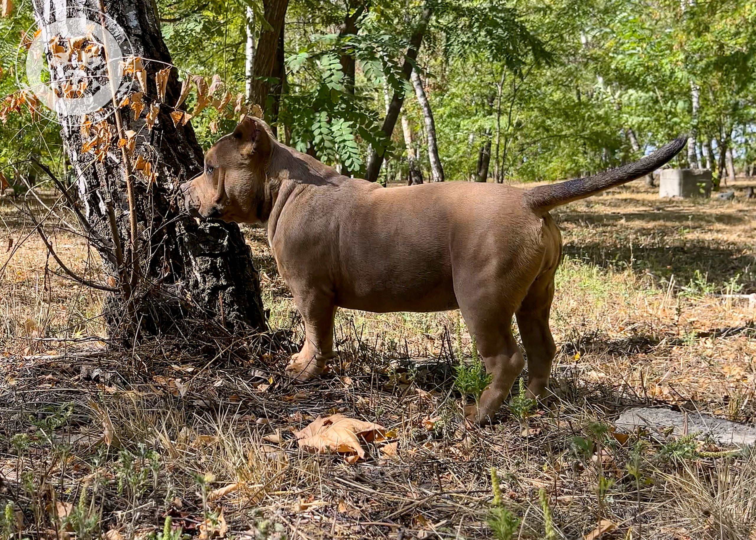 Помет Каспер и Тагира. 21.04.25. Американский Булли в г. Ростов-на-Дону. Питомник THE POWER OF SIBERIA