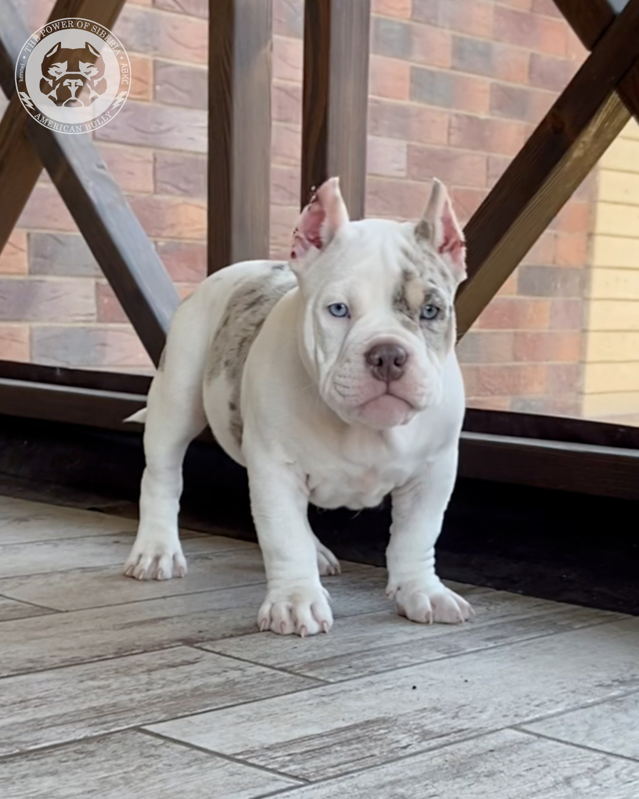 Свободные щенки Американский Булли, в типах покет, классик, стандарт. Американский Булли в г. Ростов-на-Дону. Питомник THE POWER OF SIBERIA