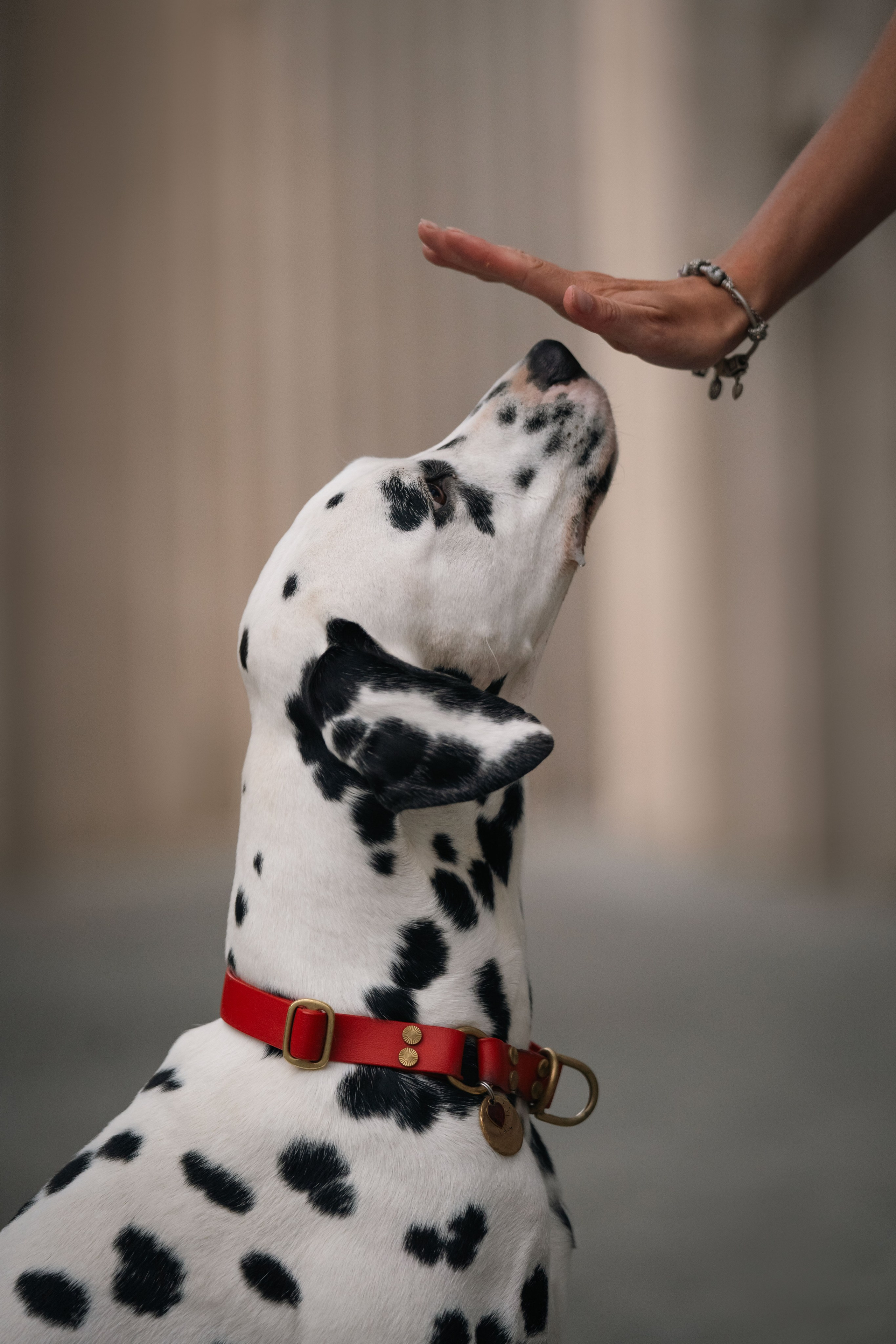 1 Далматин. Фотограф анималист