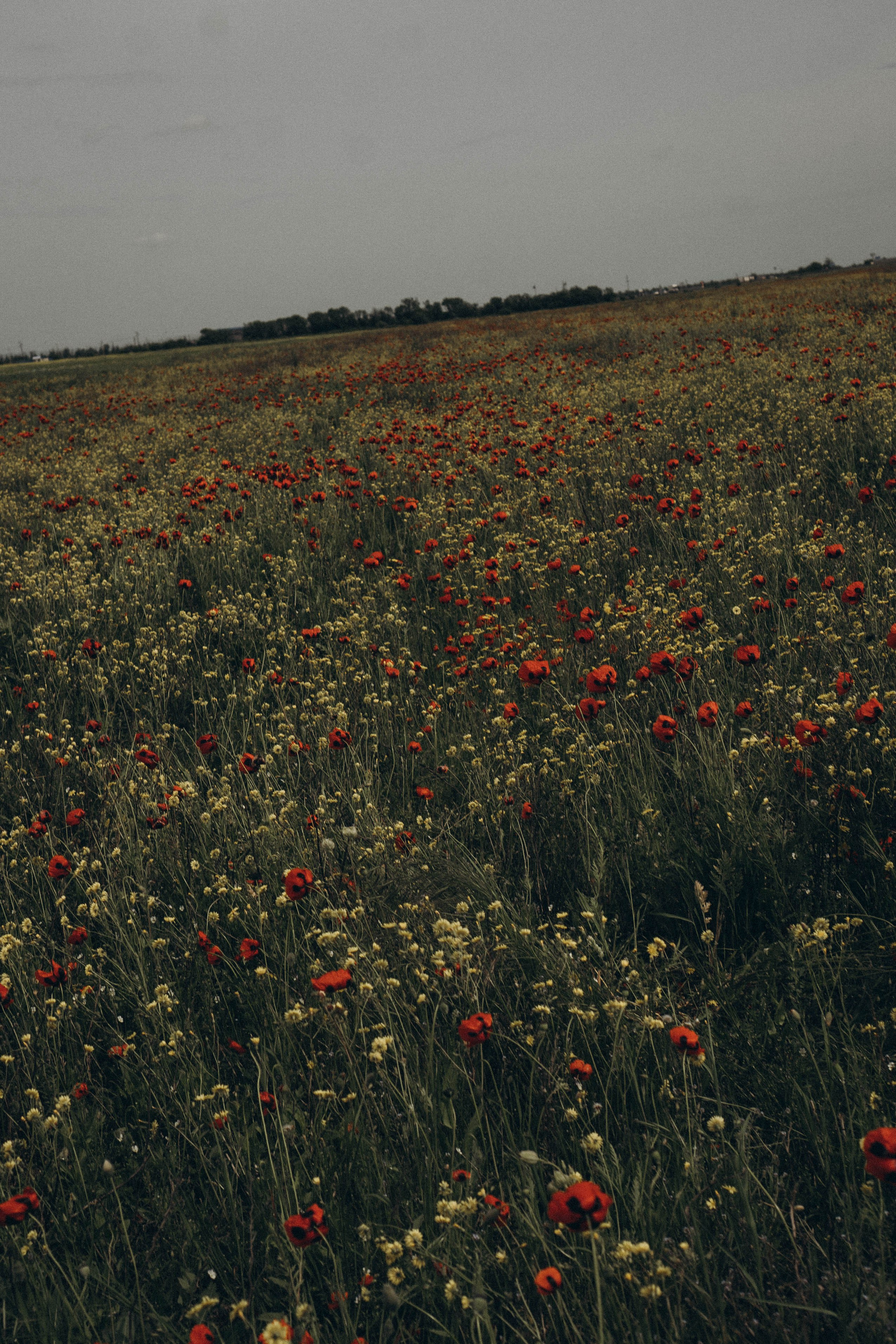 Кавказ. Профессиональный фотограф, Санкт-Петербург — Виктория Богомолова