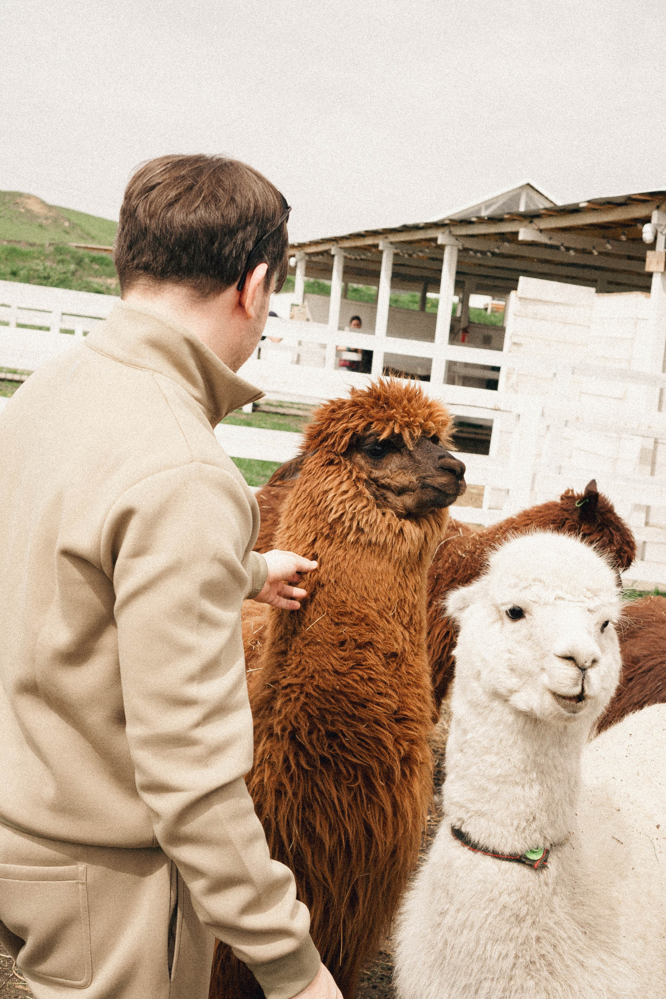 Ферма Альпак. Профессиональный фотограф, Санкт-Петербург — Виктория Богомолова