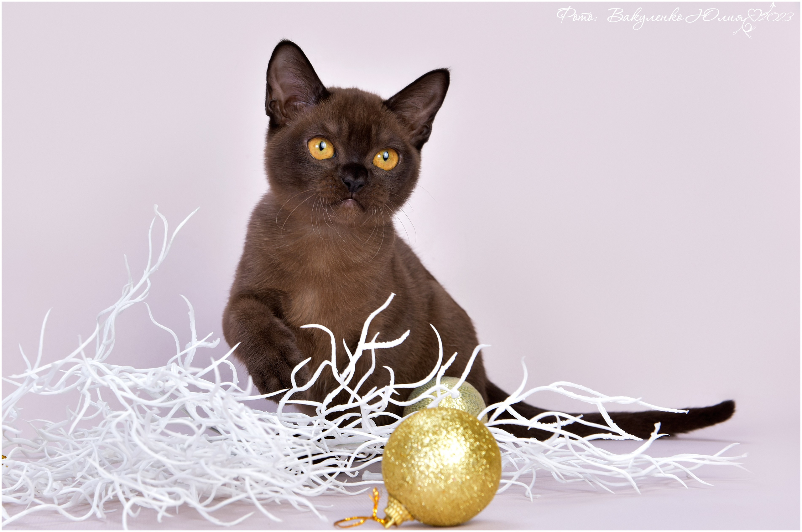 Котята. Фотограф анималист | семейный Юлия Вакуленко, г. Краснодар