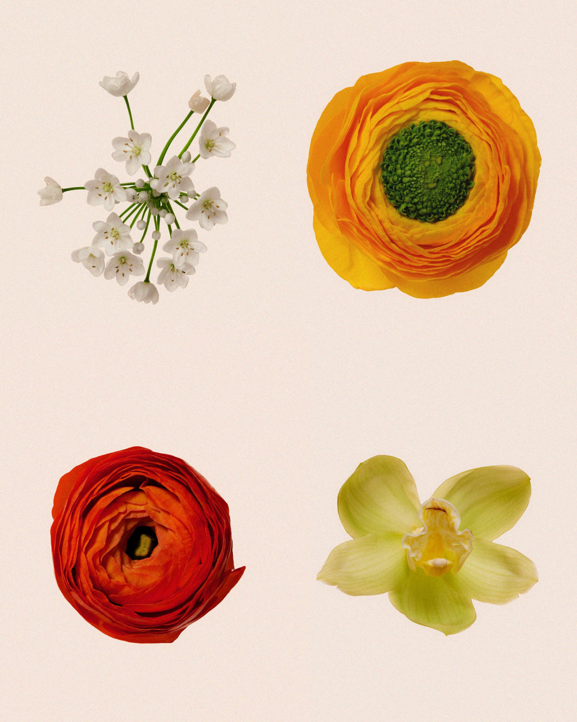 Campaign for flower studio. Nadezhda Diskant is a Moscow and Saint Petersburg based photographer