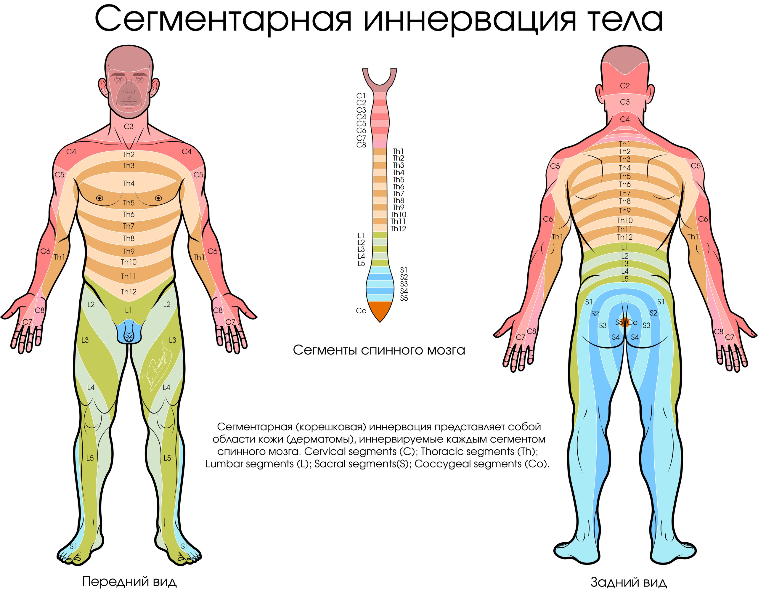 Портфолио. Научная и медицинская иллюстрация | Константин Рассказов — Медицинский иллюстратор