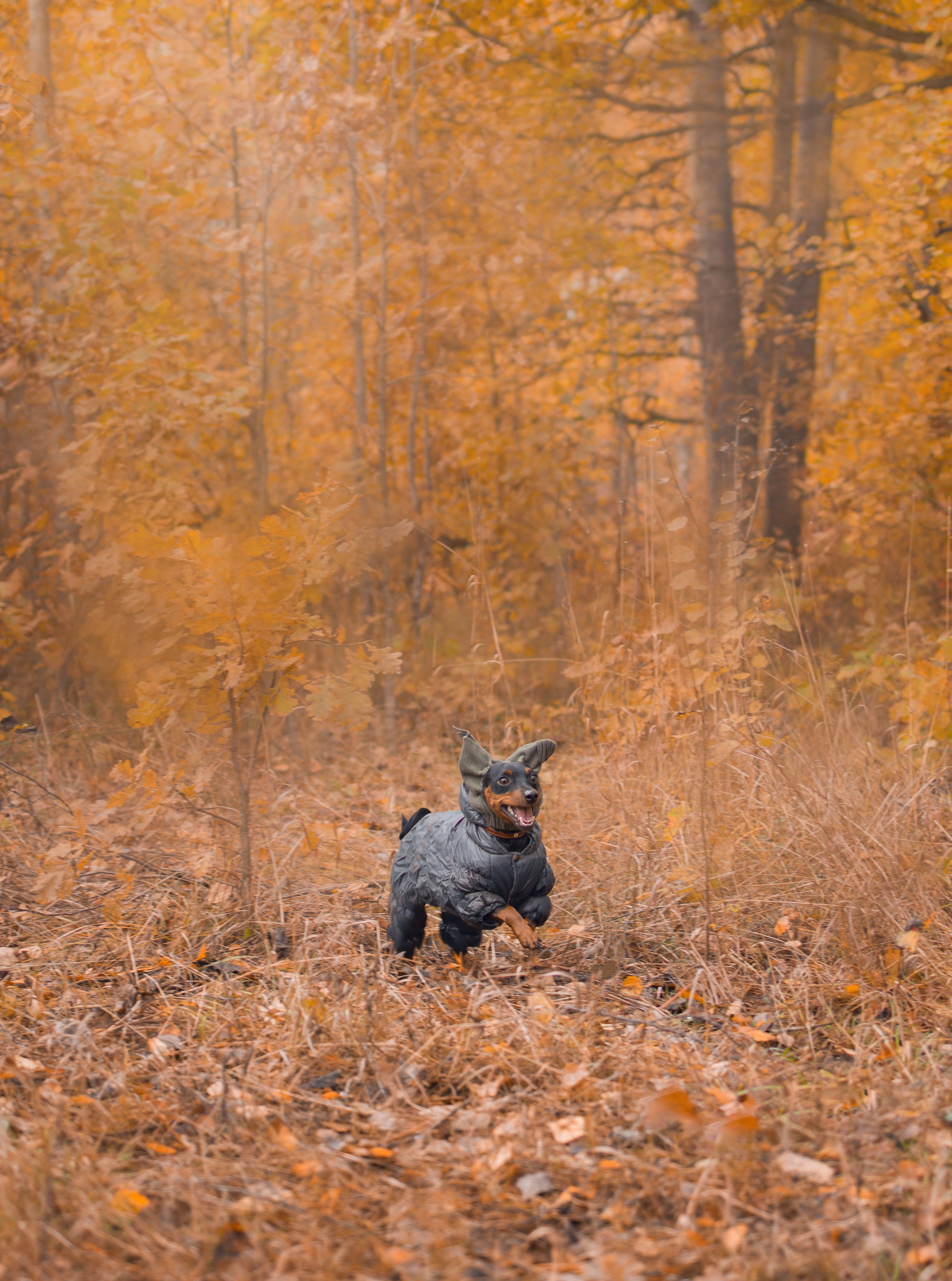 Животные. Художественная фотография