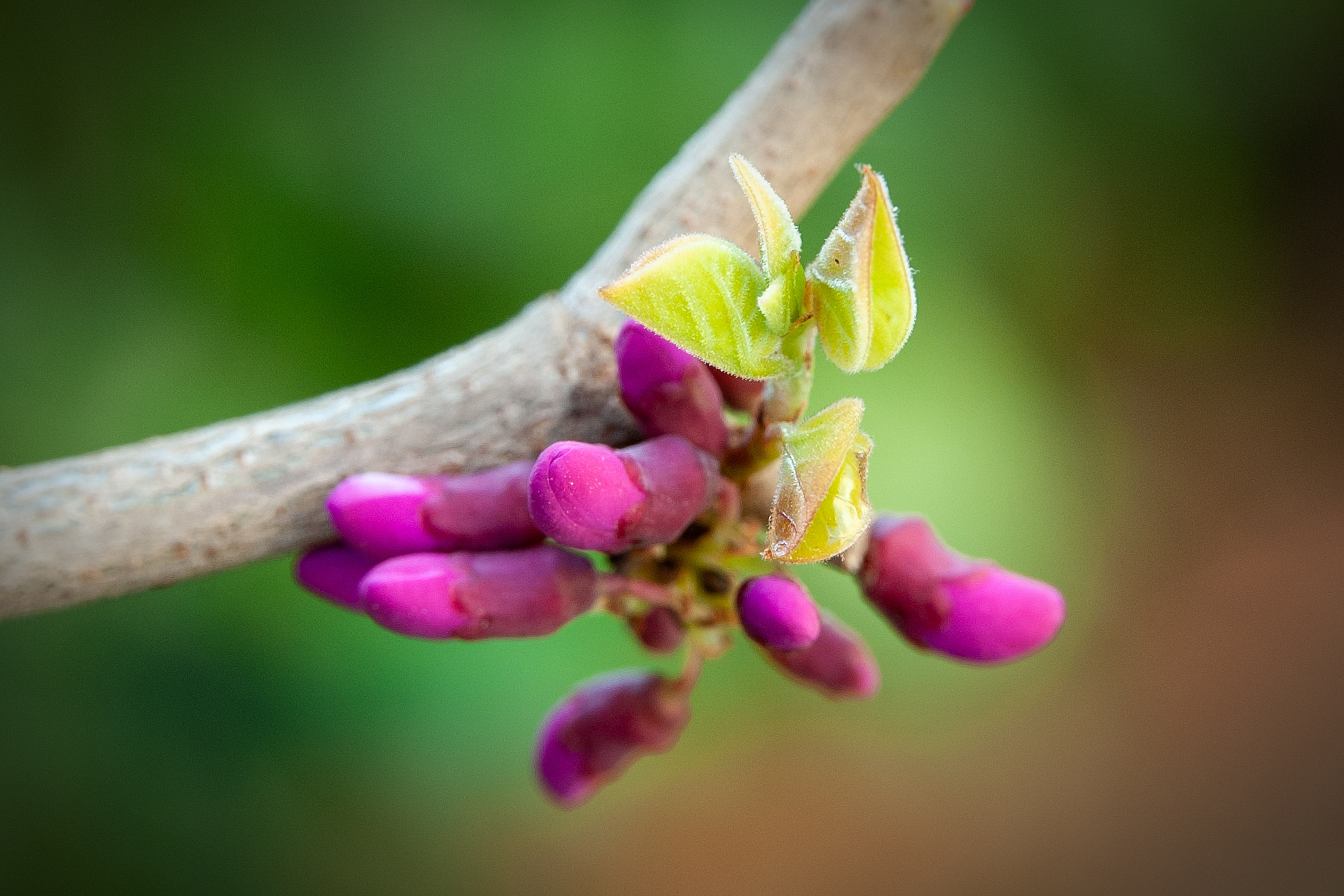 Весна. FotoGraf