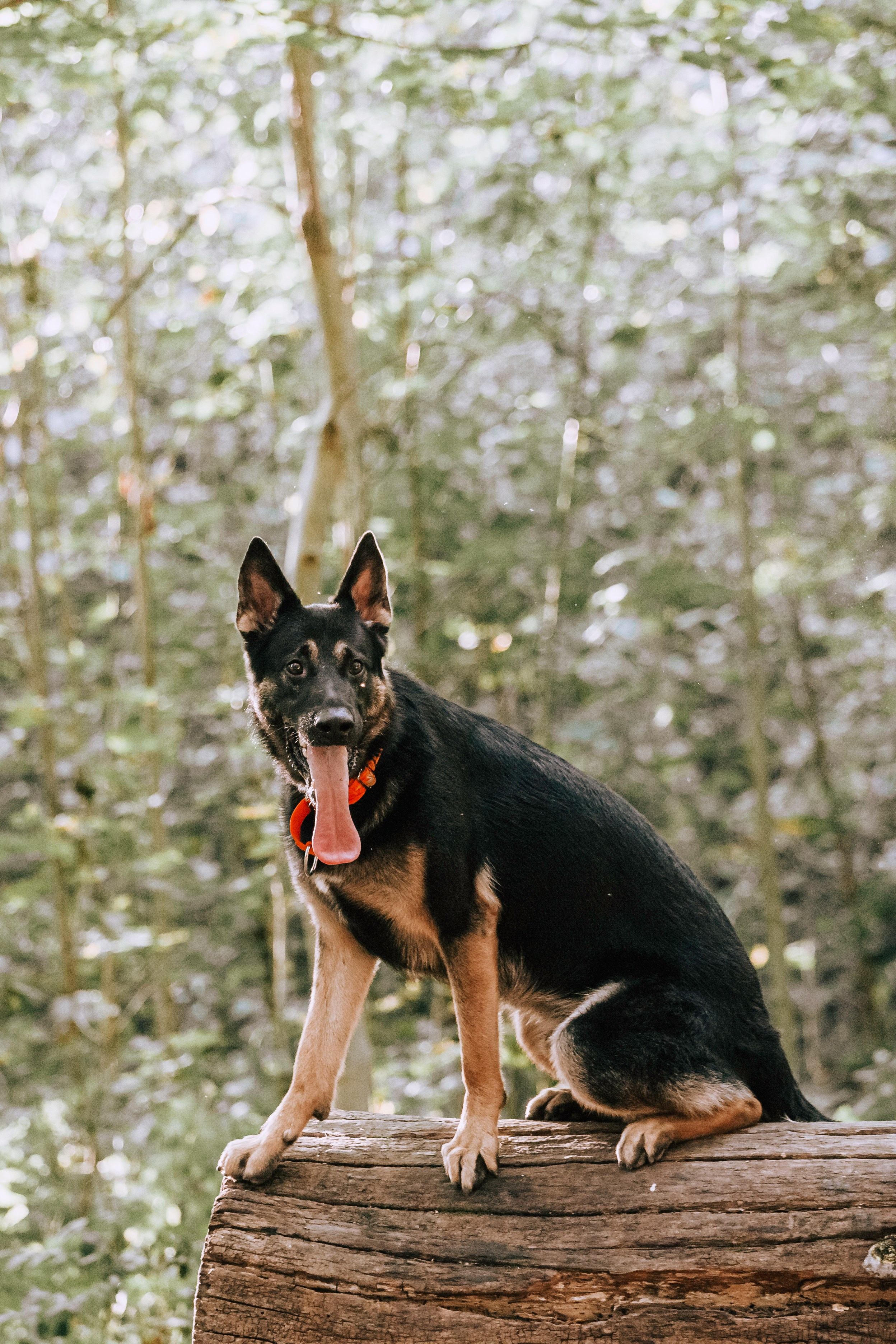 Илай. Фотограф-анималист Татьяна Степанова