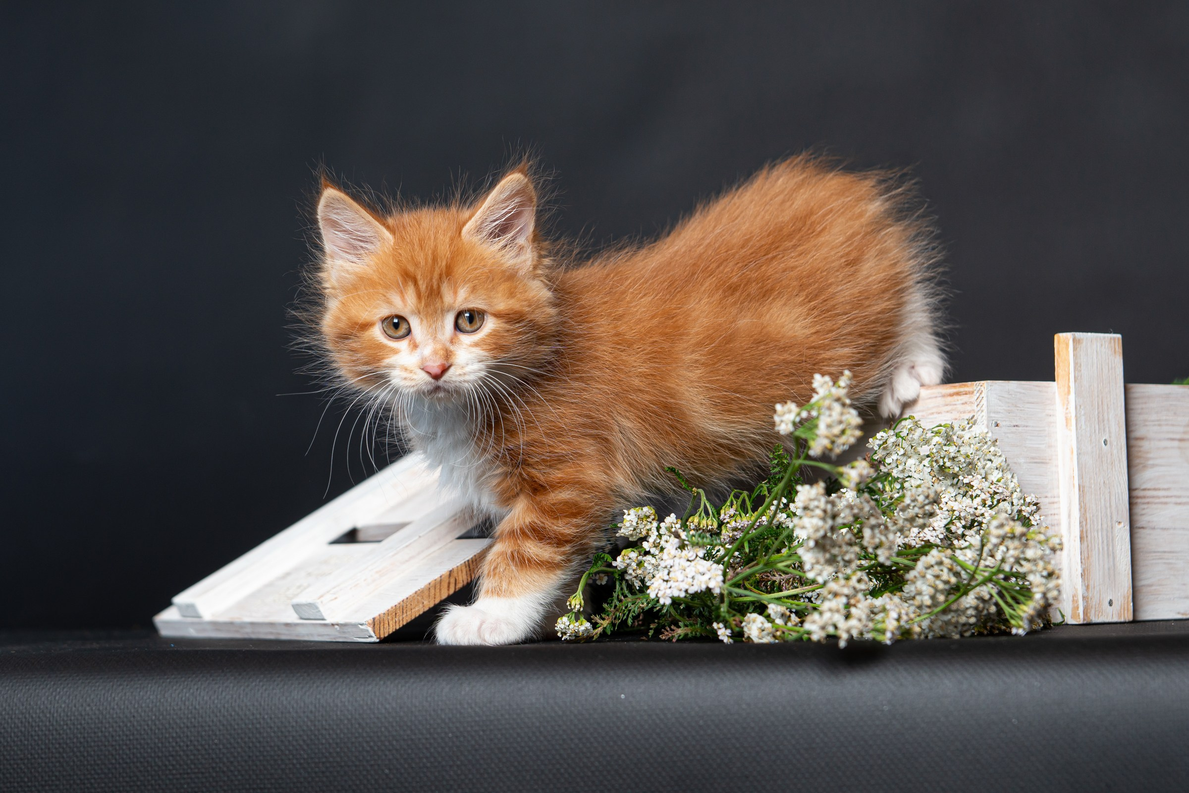 Курильский бобтейл. Фотограф на Камчатке Анна Моргачёва. Семейные и детские съёмки