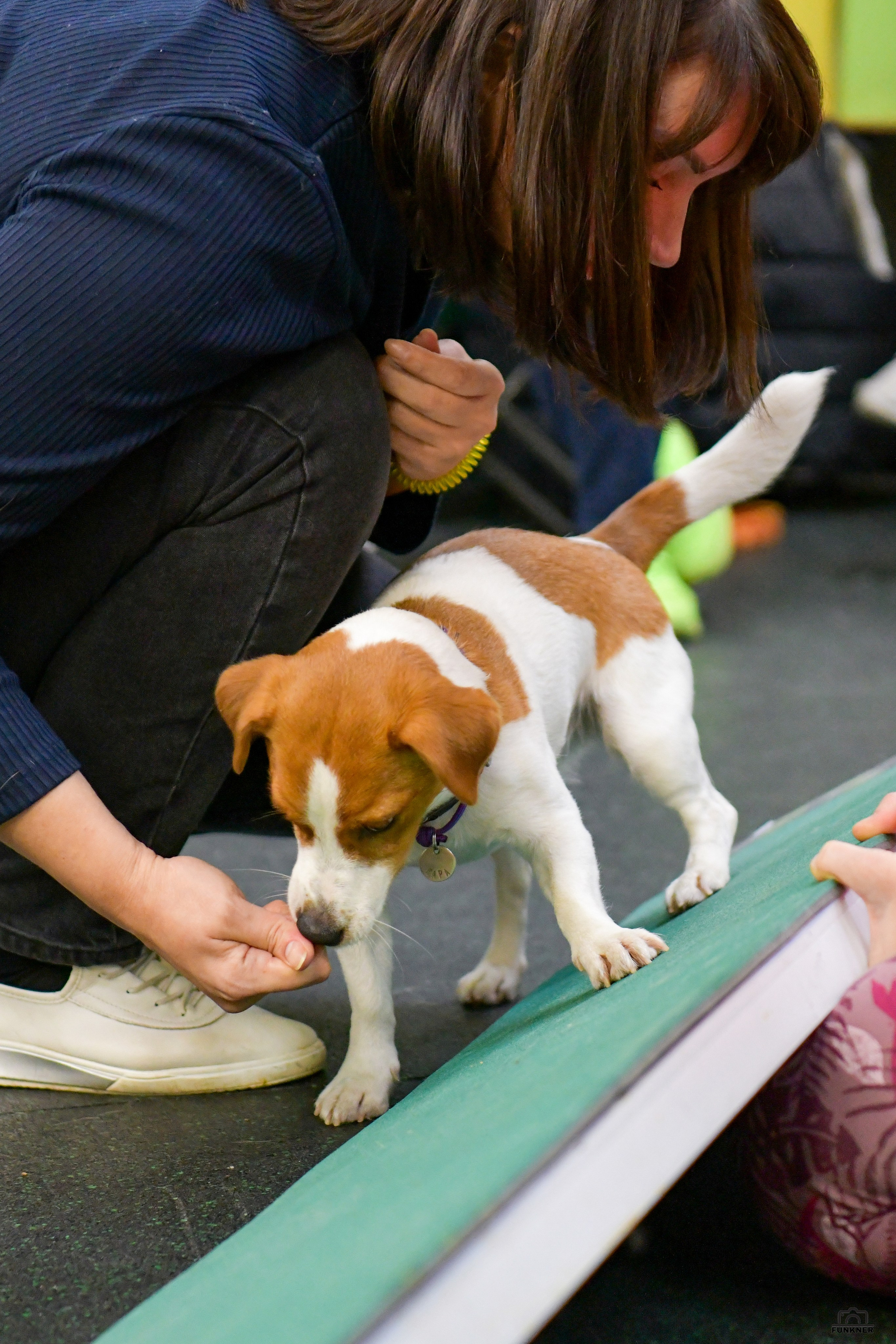 Кинологический клуб «Бодрый хвост». Свой взгляд через объектив