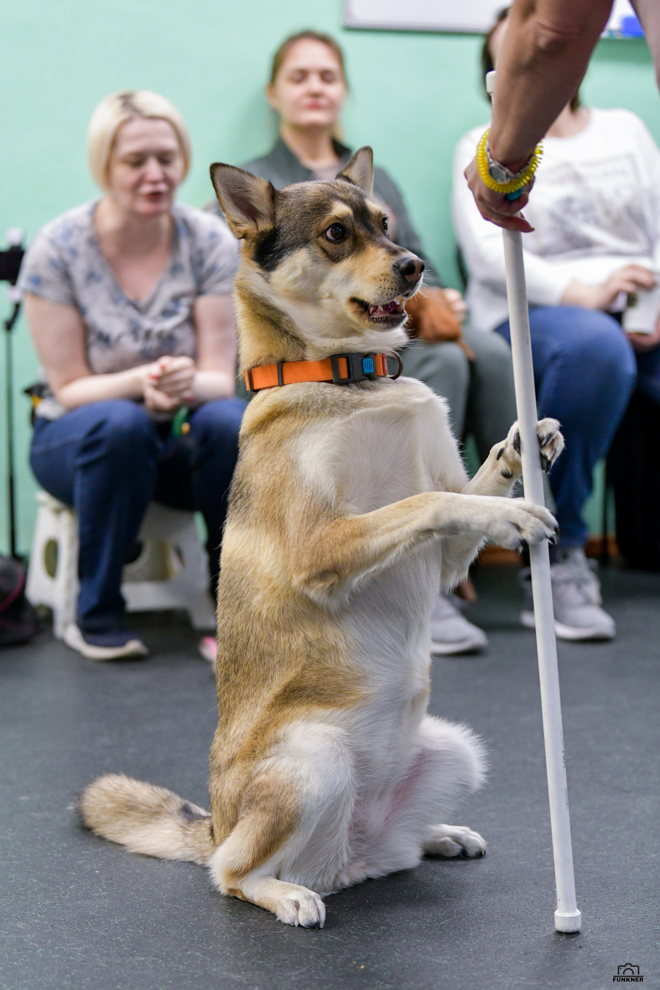 Кинологический клуб «Бодрый хвост». Свой взгляд через объектив