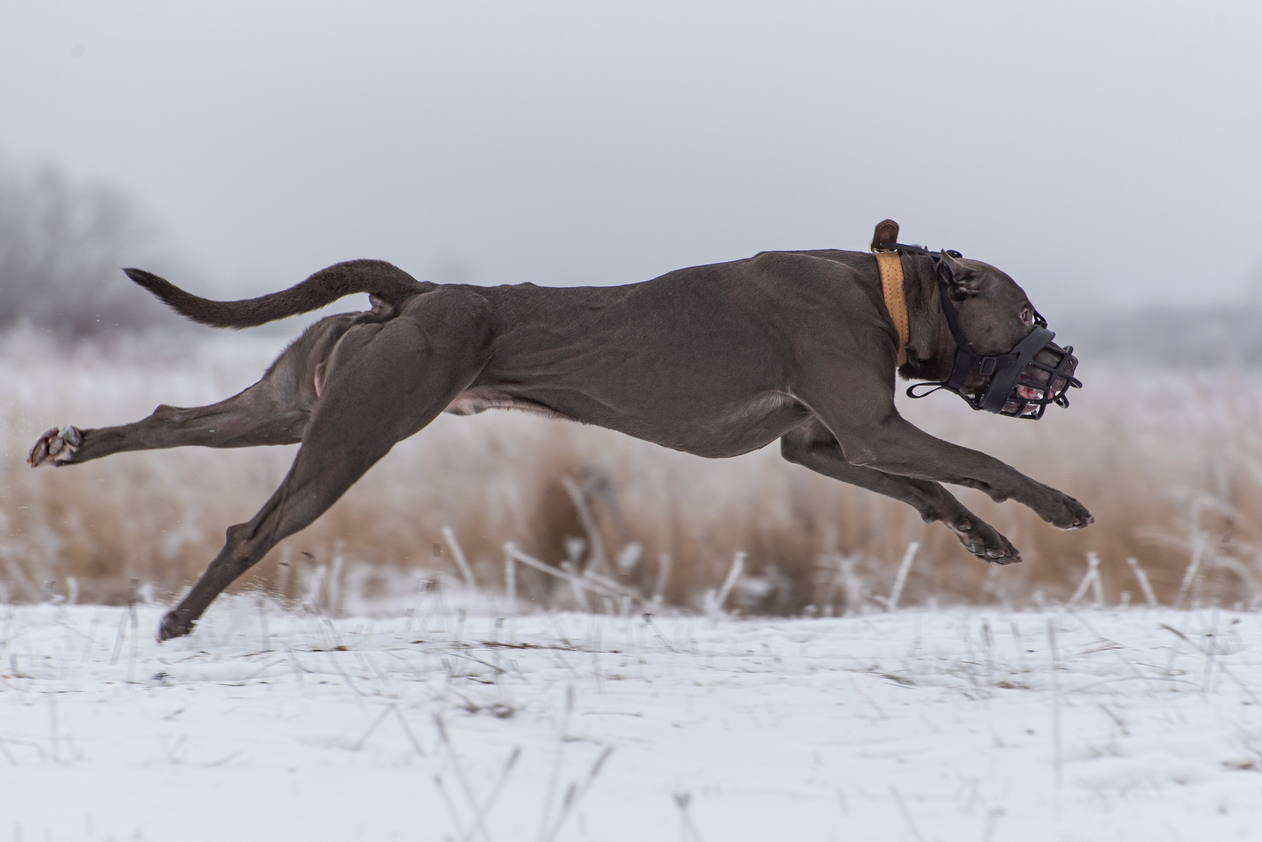 Фотографии с Бега за механической приманкой команды «Kiborg Sport». Фотограф Макс Огурцов в Нижнем Новгороде