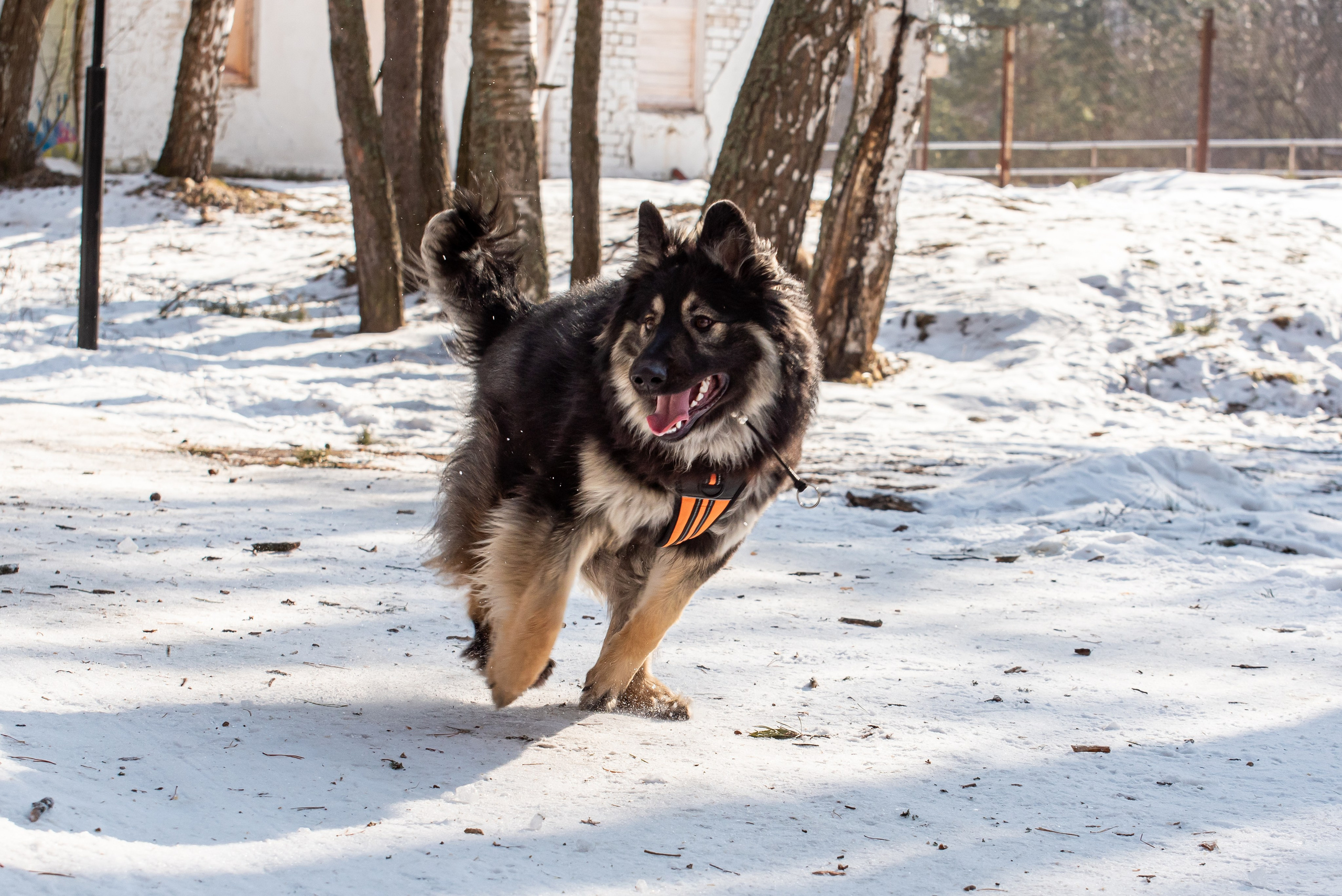 Фотосъёмка с собаками в Кинологическом лагере. Фотограф Макс Огурцов в Нижнем Новгороде