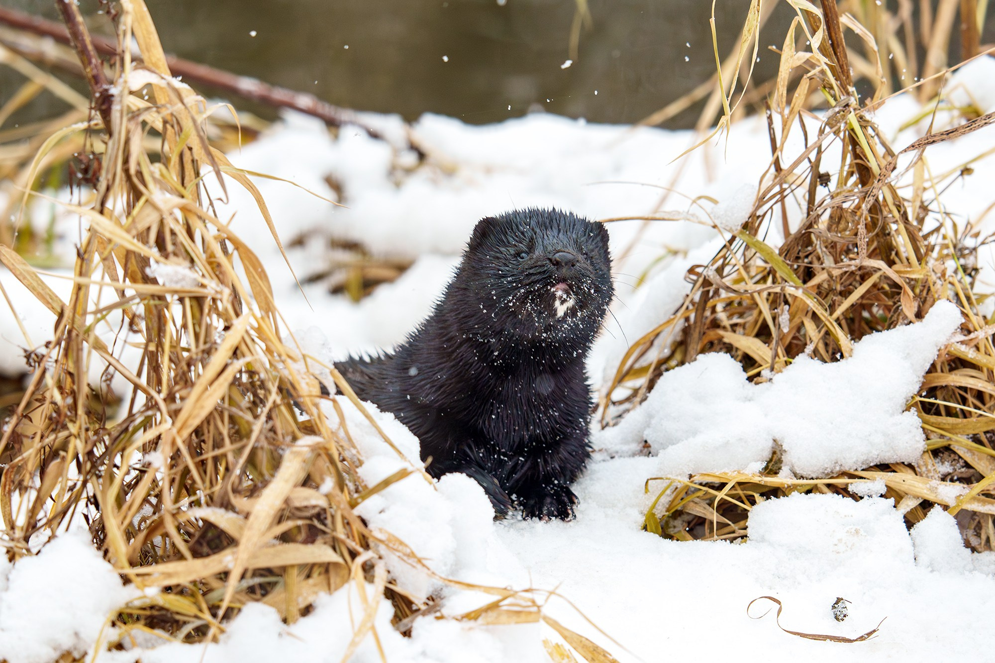 Животные. Ваш личный фотограф Марина Волкова