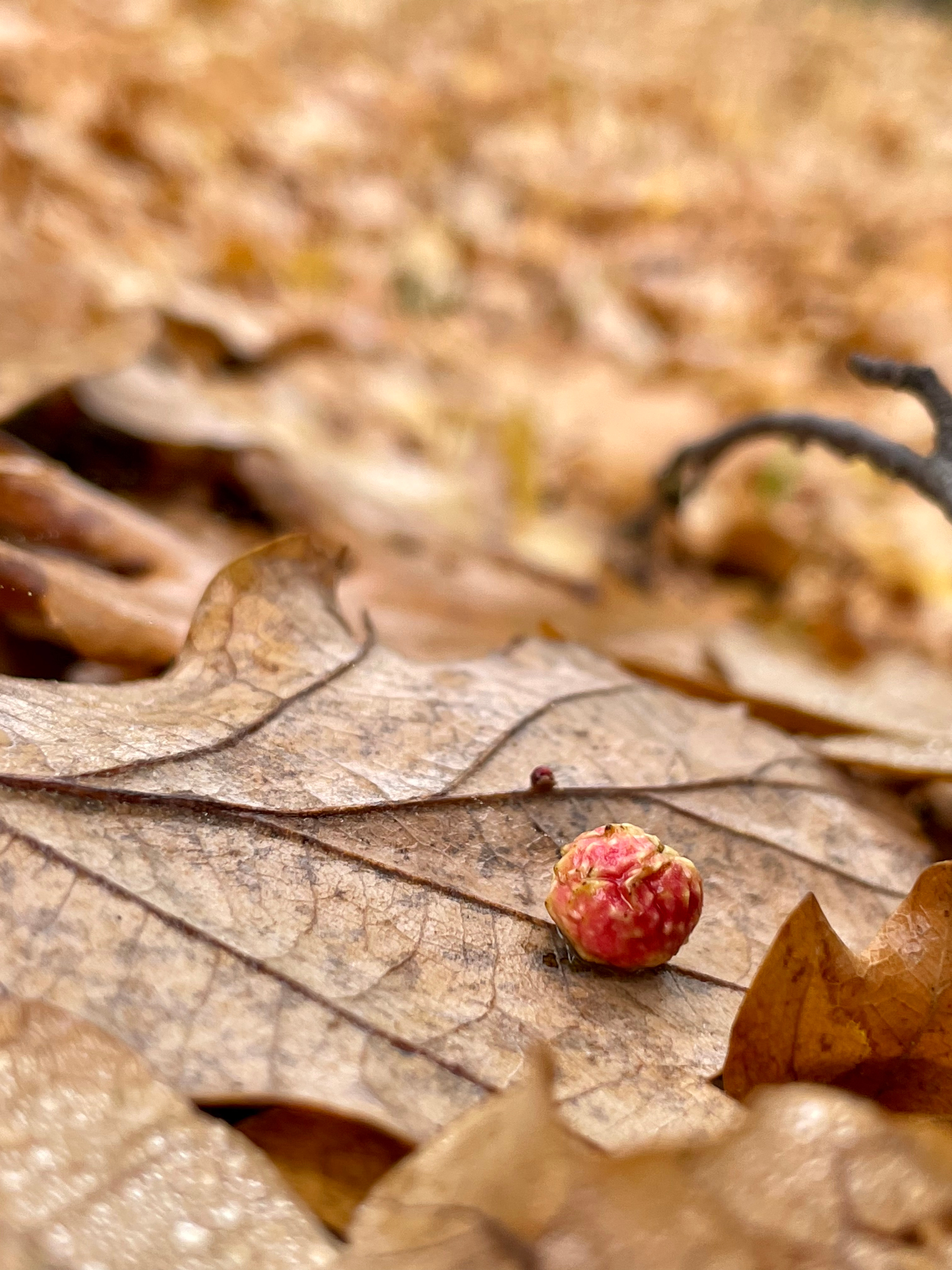 Мобильные фотографии. Ольга Олейник Фотография — это жизнь