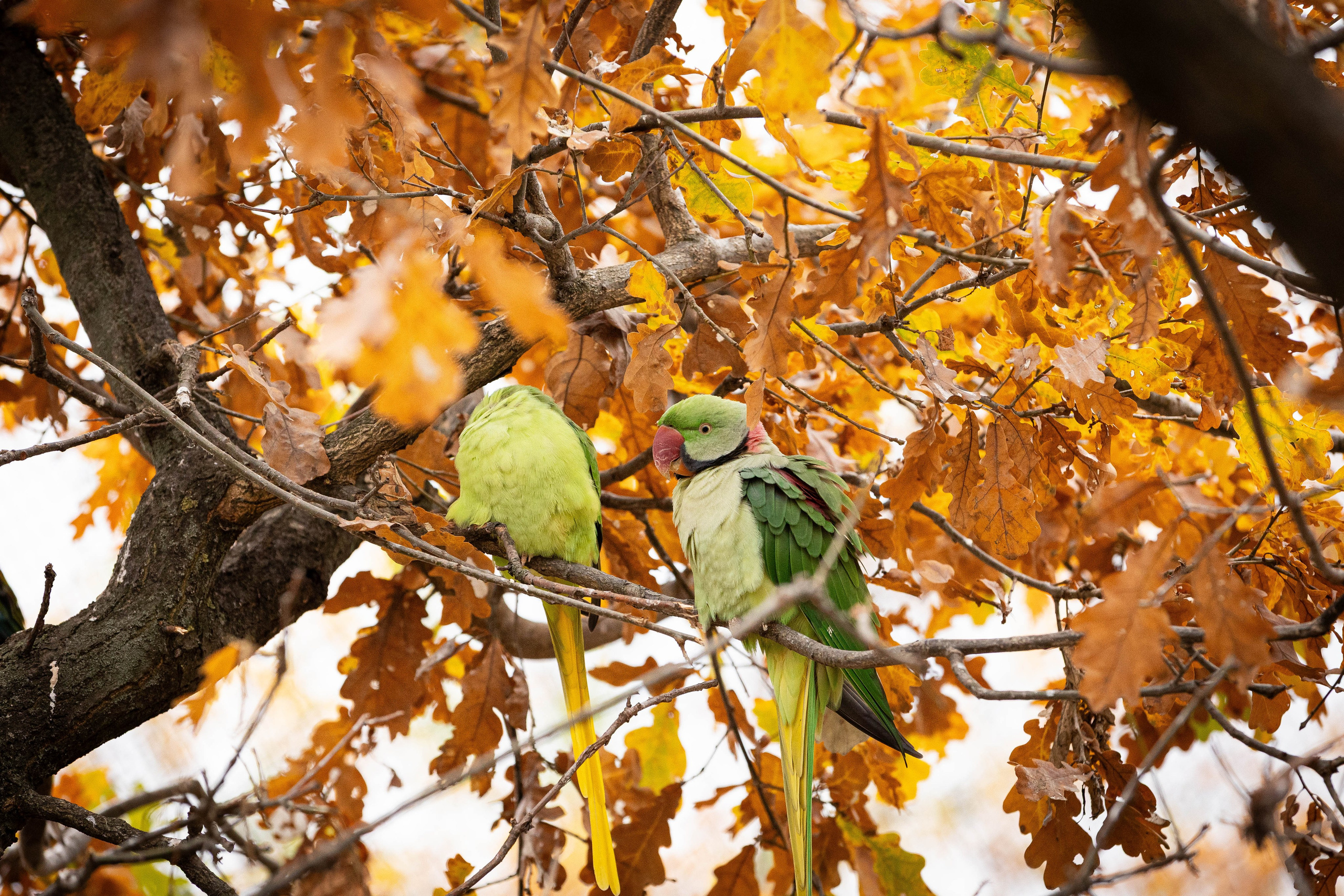 Зоопарк Малинки. Фотограф-АниМалист Анна Абрамова