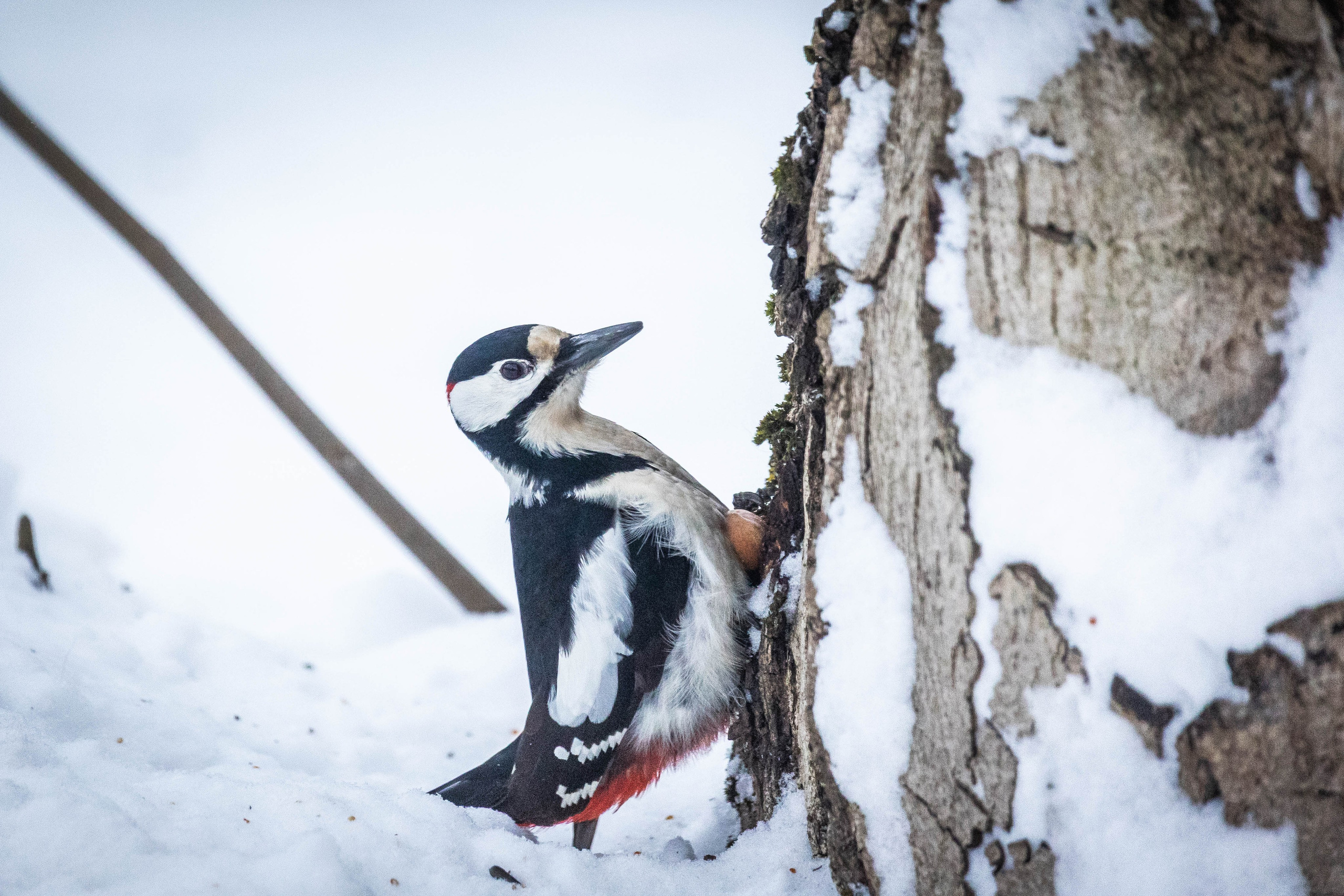 Дикий животный мир. Фотограф-АниМалист Анна Абрамова