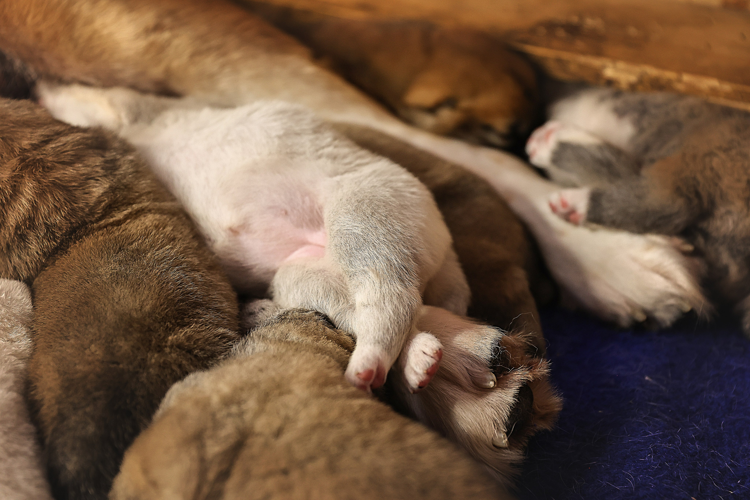 ФОТОССЕСИЯ ЩЕНКОВ. Фотограф-АниМалист Анна Абрамова