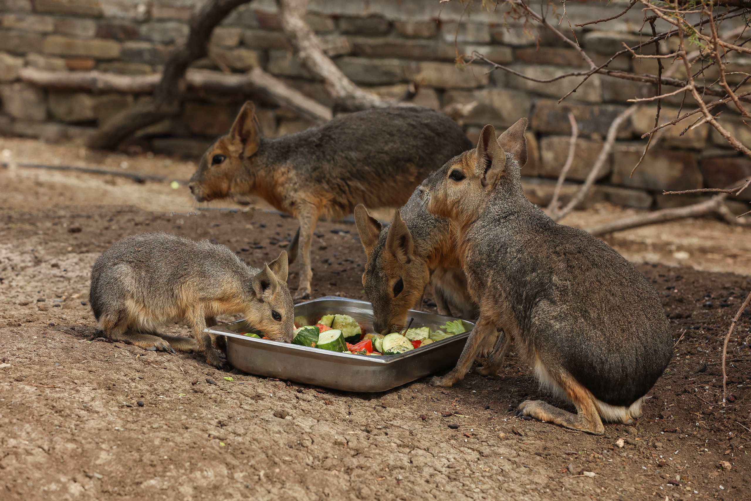 Зоопарк Малинки. Фотограф-АниМалист Анна Абрамова