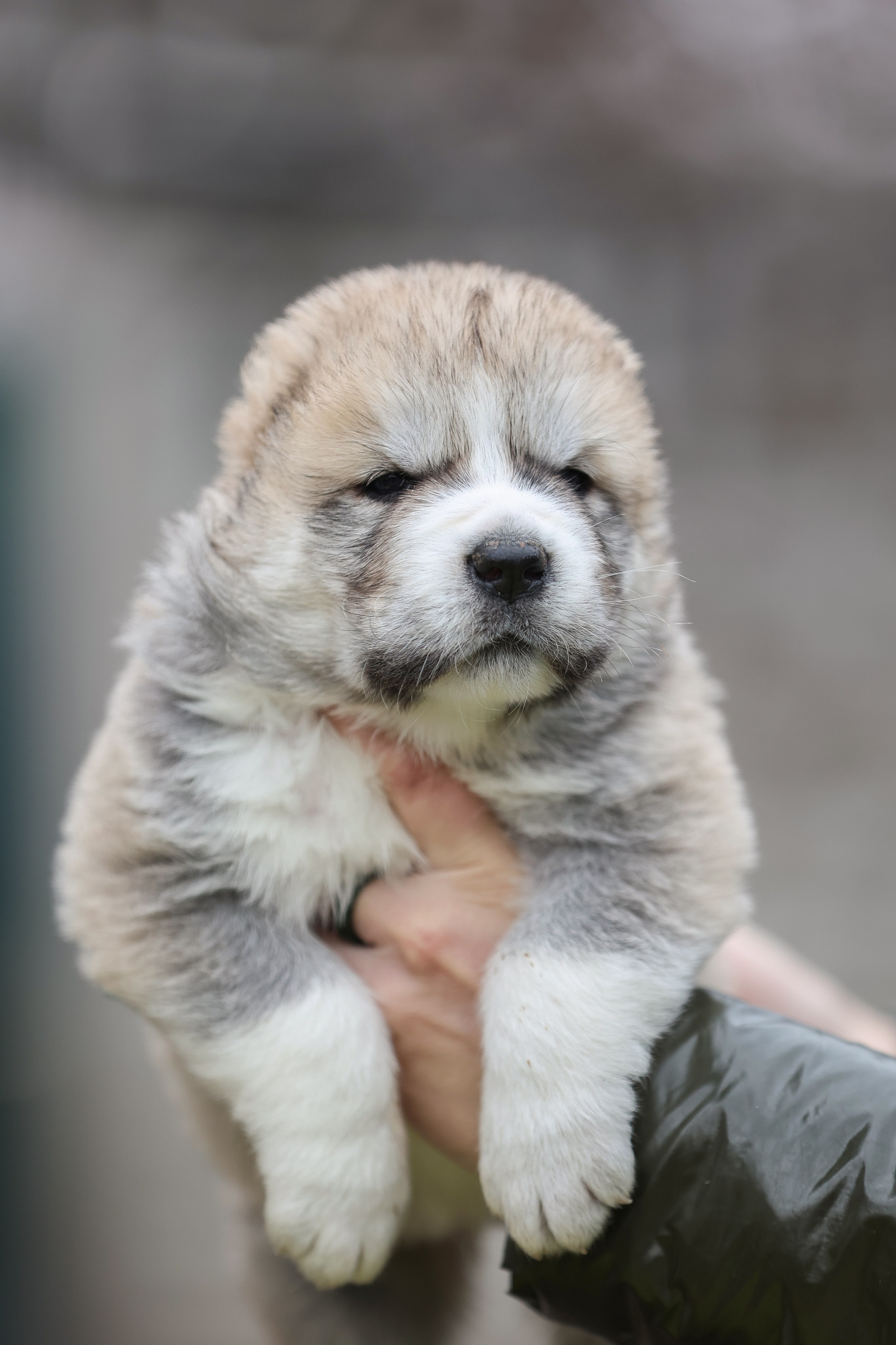 ФОТОССЕСИЯ ЩЕНКОВ. Фотограф-АниМалист Анна Абрамова