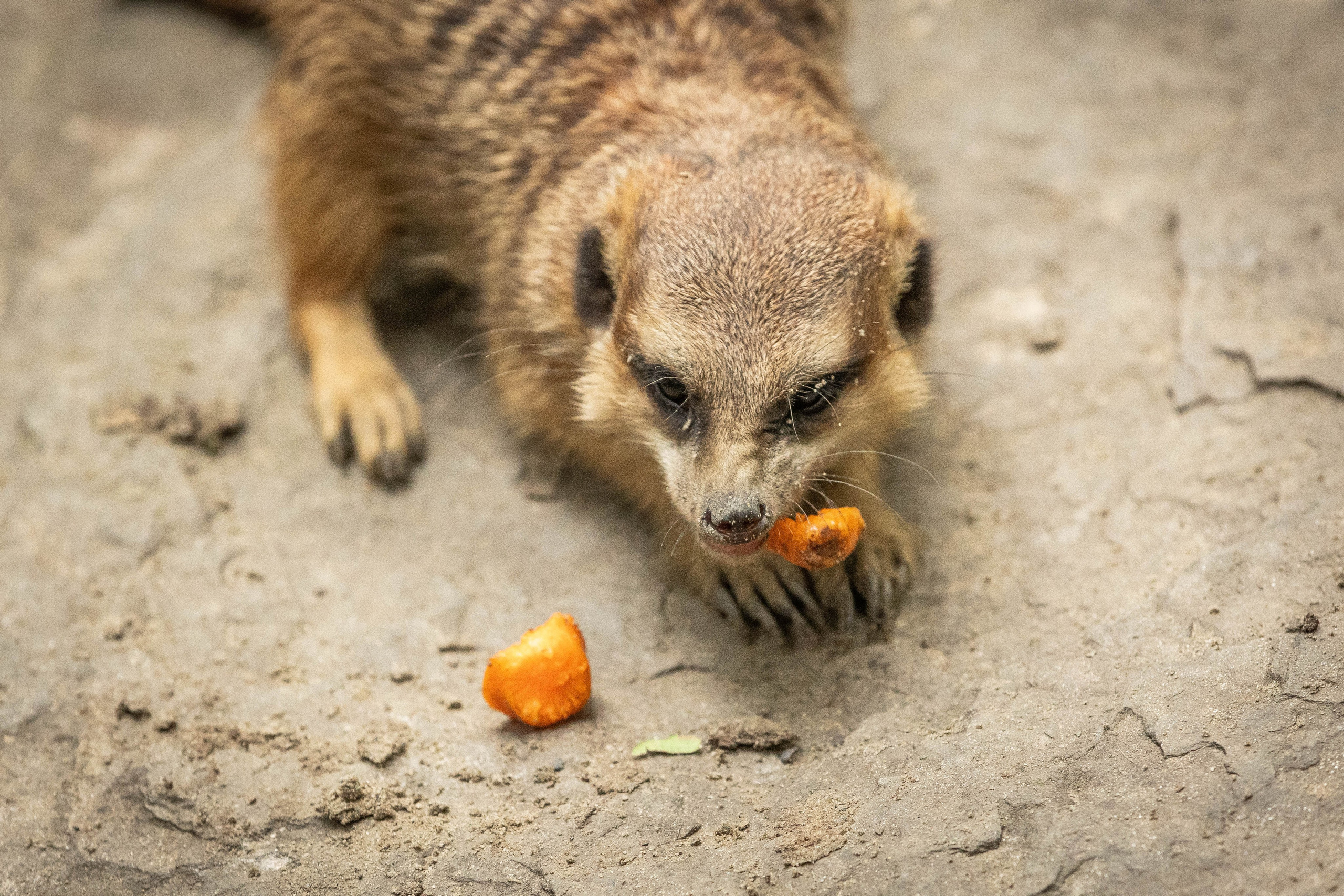 Зоопарк Малинки. Фотограф-АниМалист Анна Абрамова
