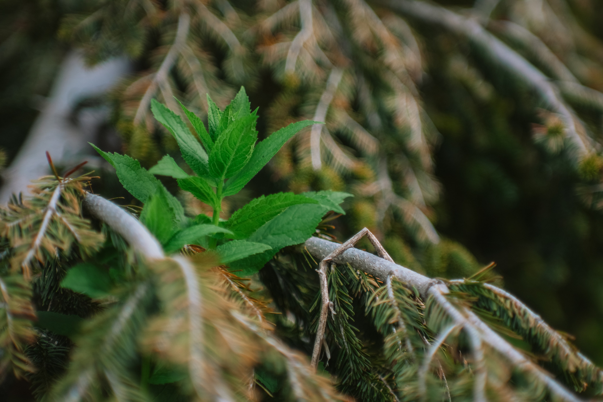 Нахазо ✽ Июль. Репортажный фотограф | Роза Хутор Красная Поляна Сочи Сириус