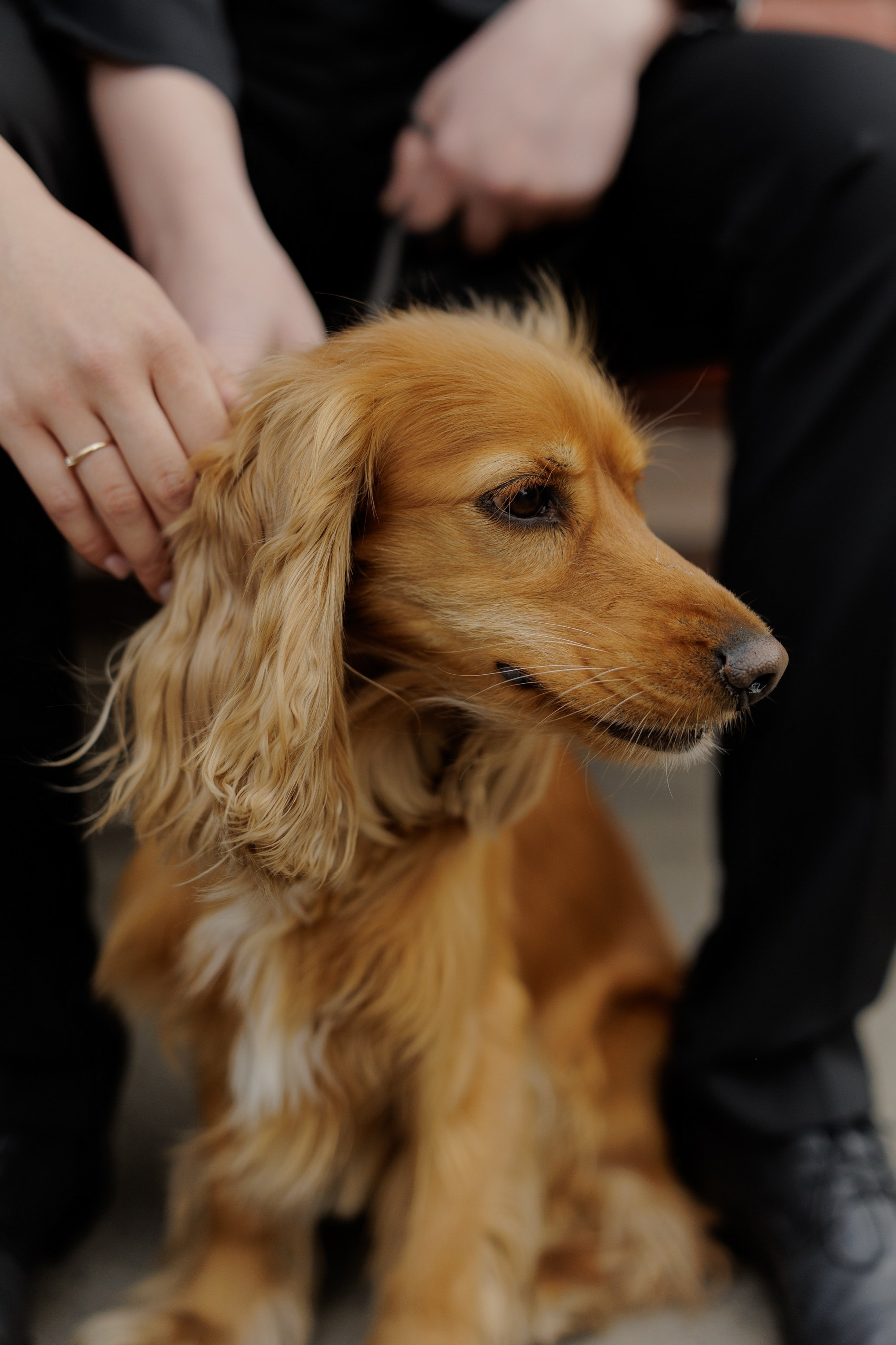 Часть нашей семьи. Свадебный фотограф