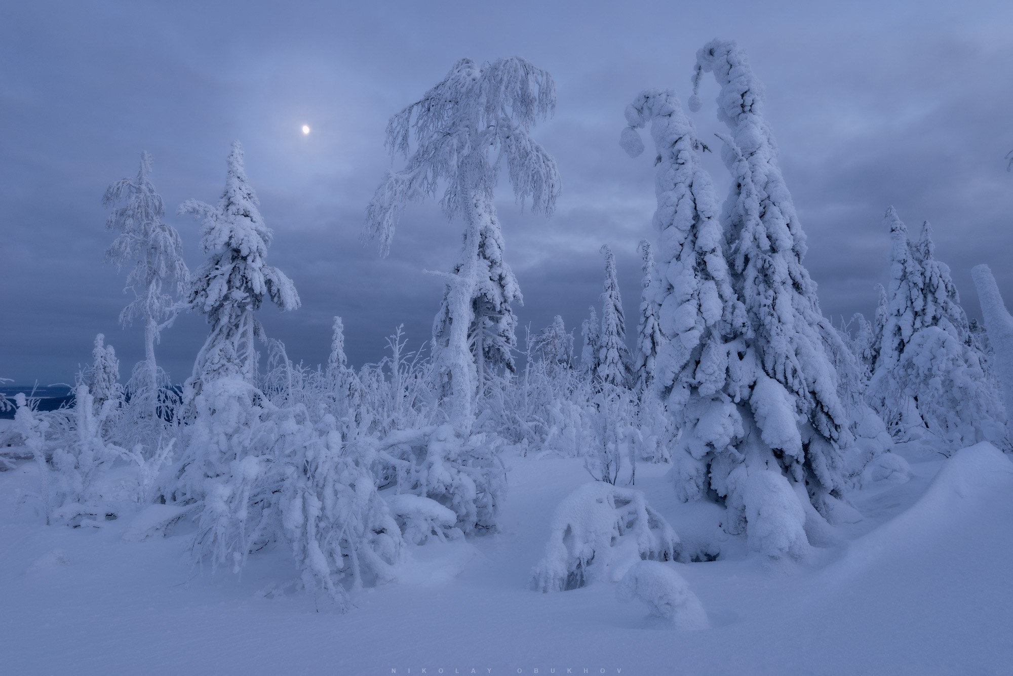 Зимний лес в сумерках.