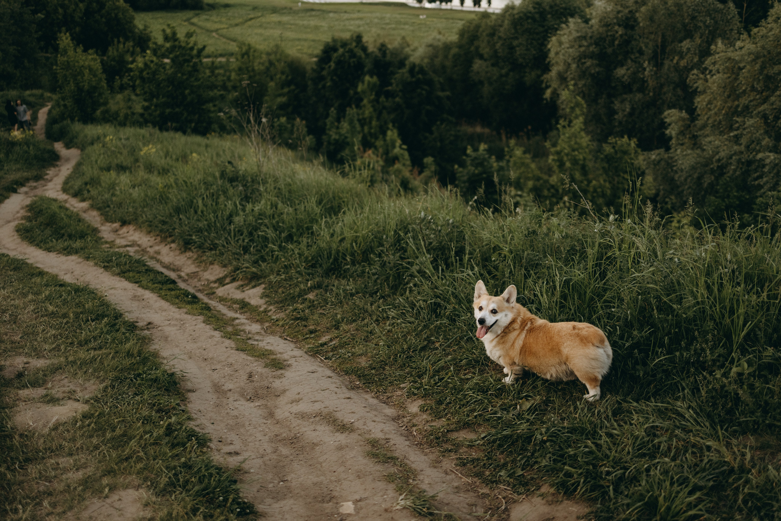 Кристина и Шелби. Фотограф — Анималист | Санкт-Петербург