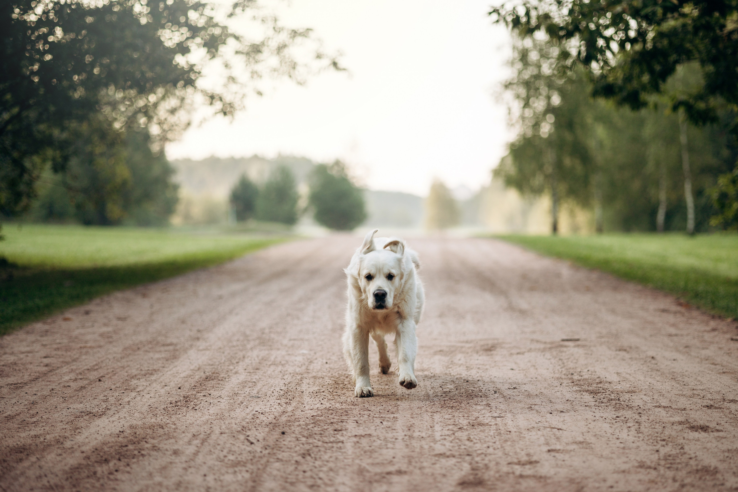 Ирина и ее золотинки. Фотограф — Анималист | Санкт-Петербург