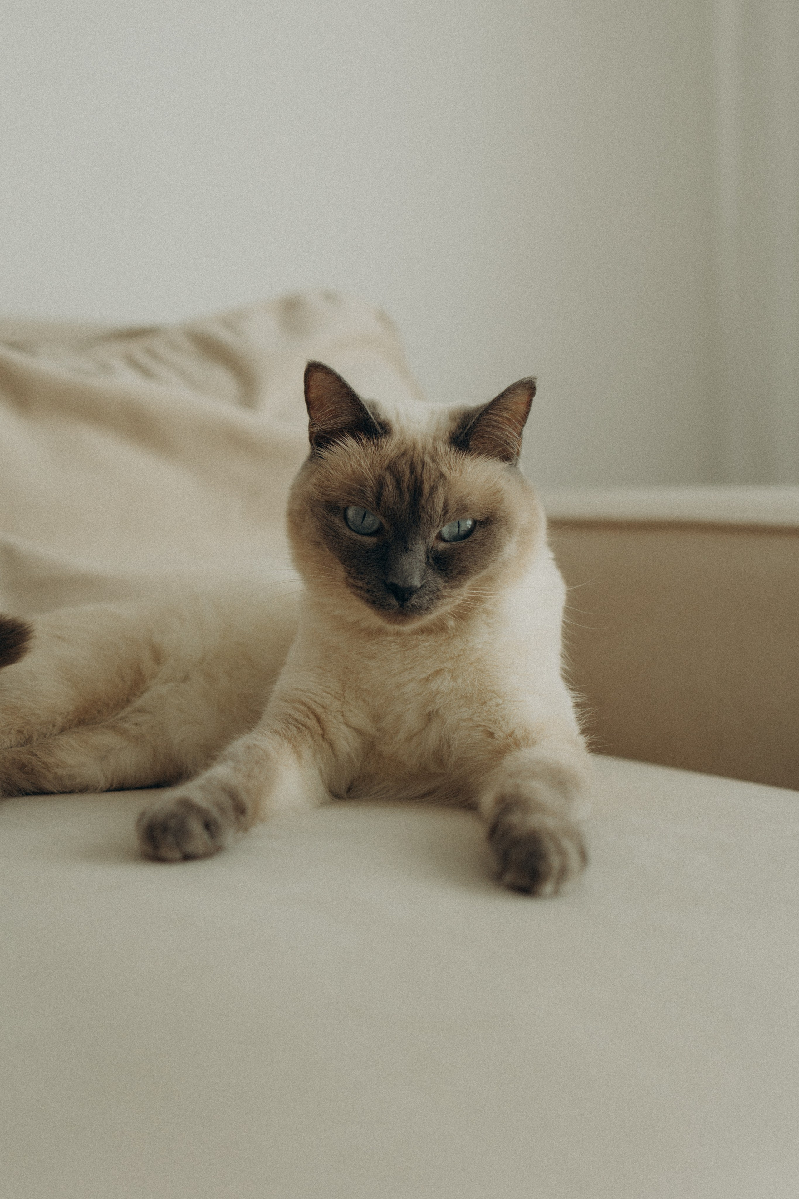 Бэлла, Деми и Луна. Фотораф — анималист Мария Шистка
