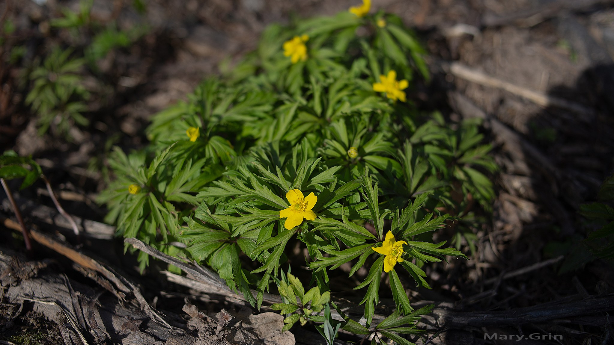 Весенняя прогулка. Детский и семейный фотограф, фотограф мероприятий Нижний Новгород