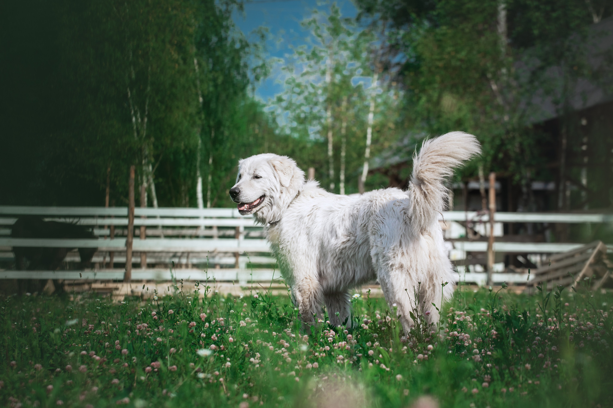 Фотограф-анималист Татьяна Степанова