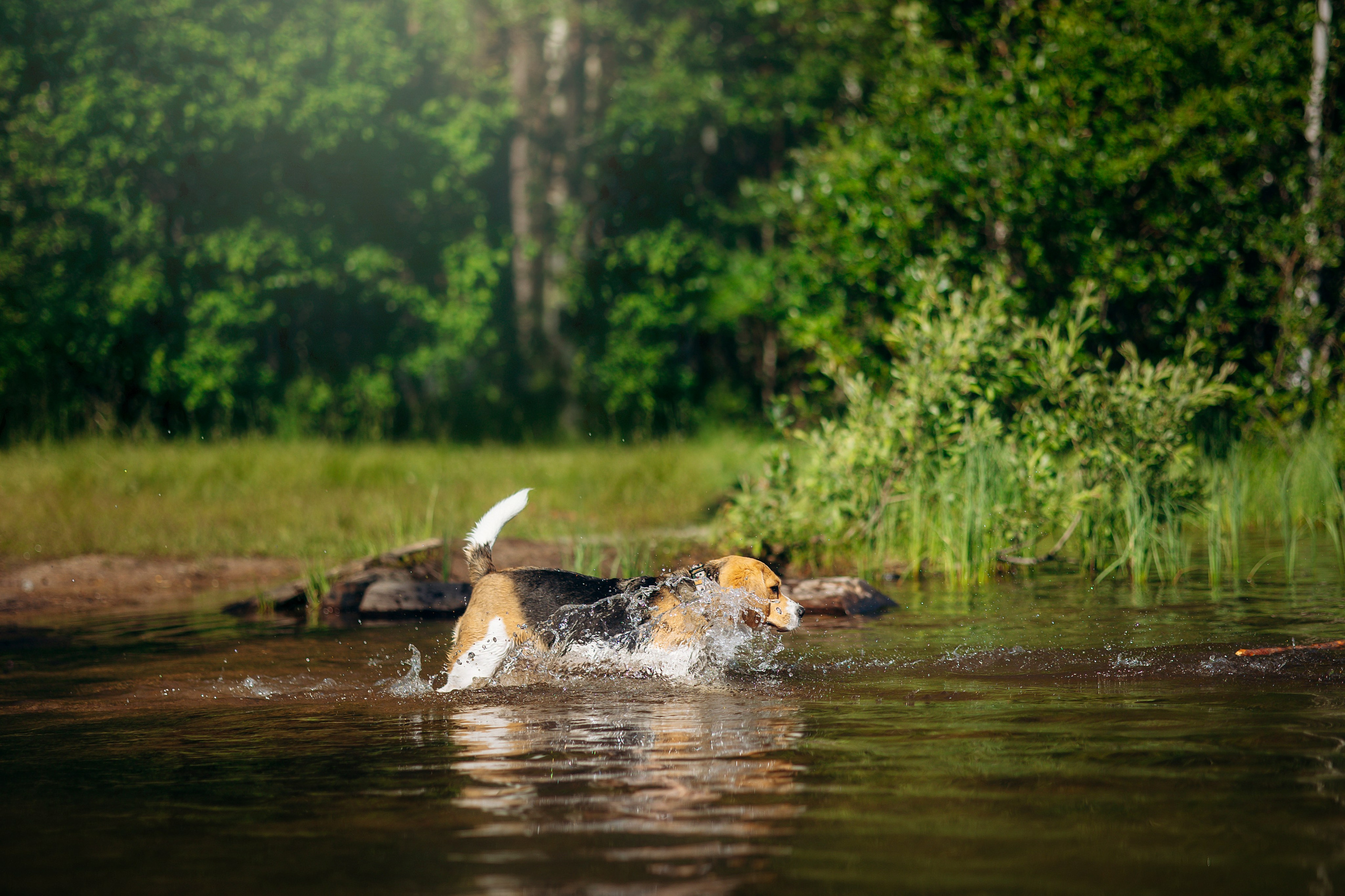 Котофеи и их семья. Фотограф — Анималист | Санкт-Петербург
