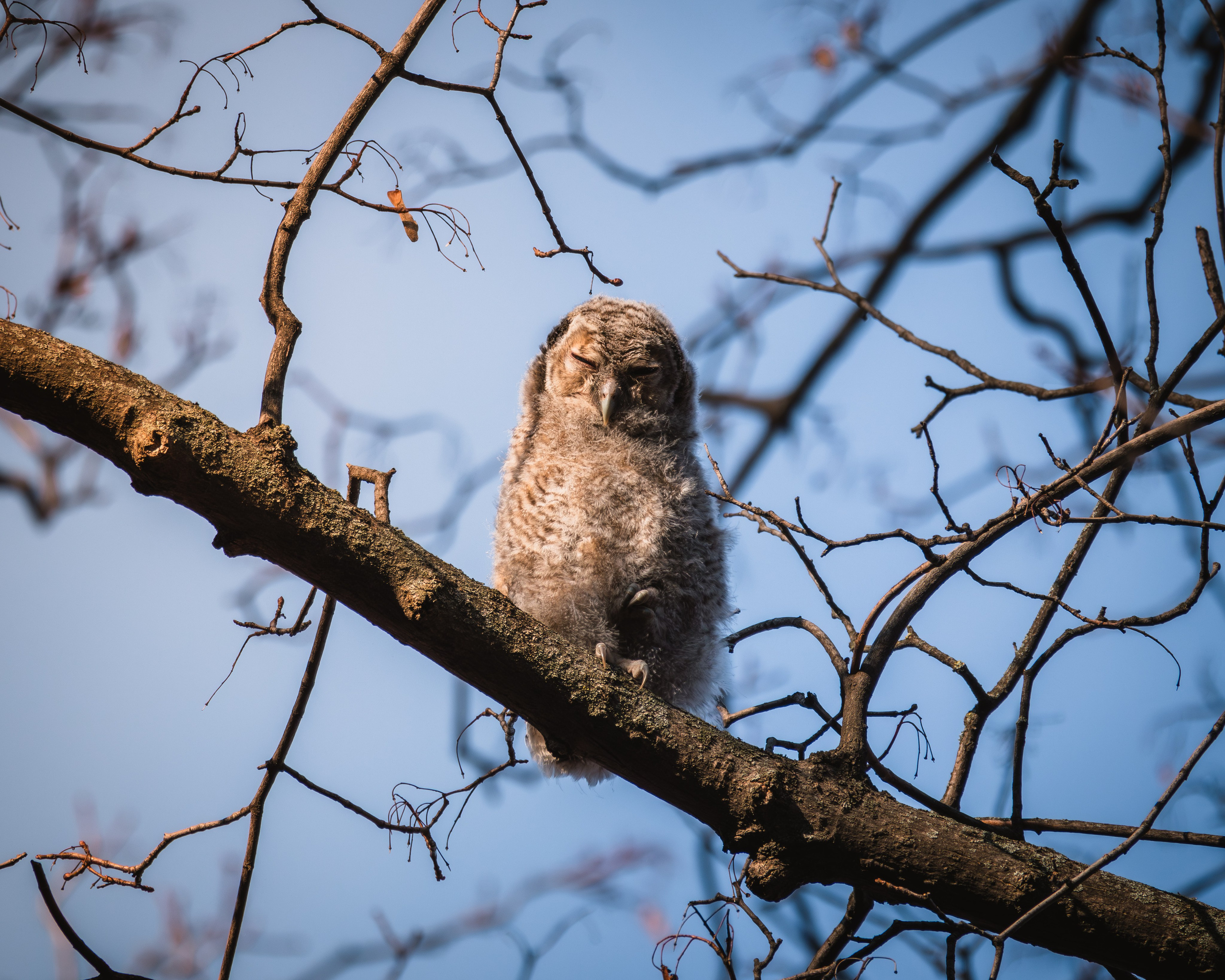 Voronezh 2025. Anton Chernov | Wildlife photographer