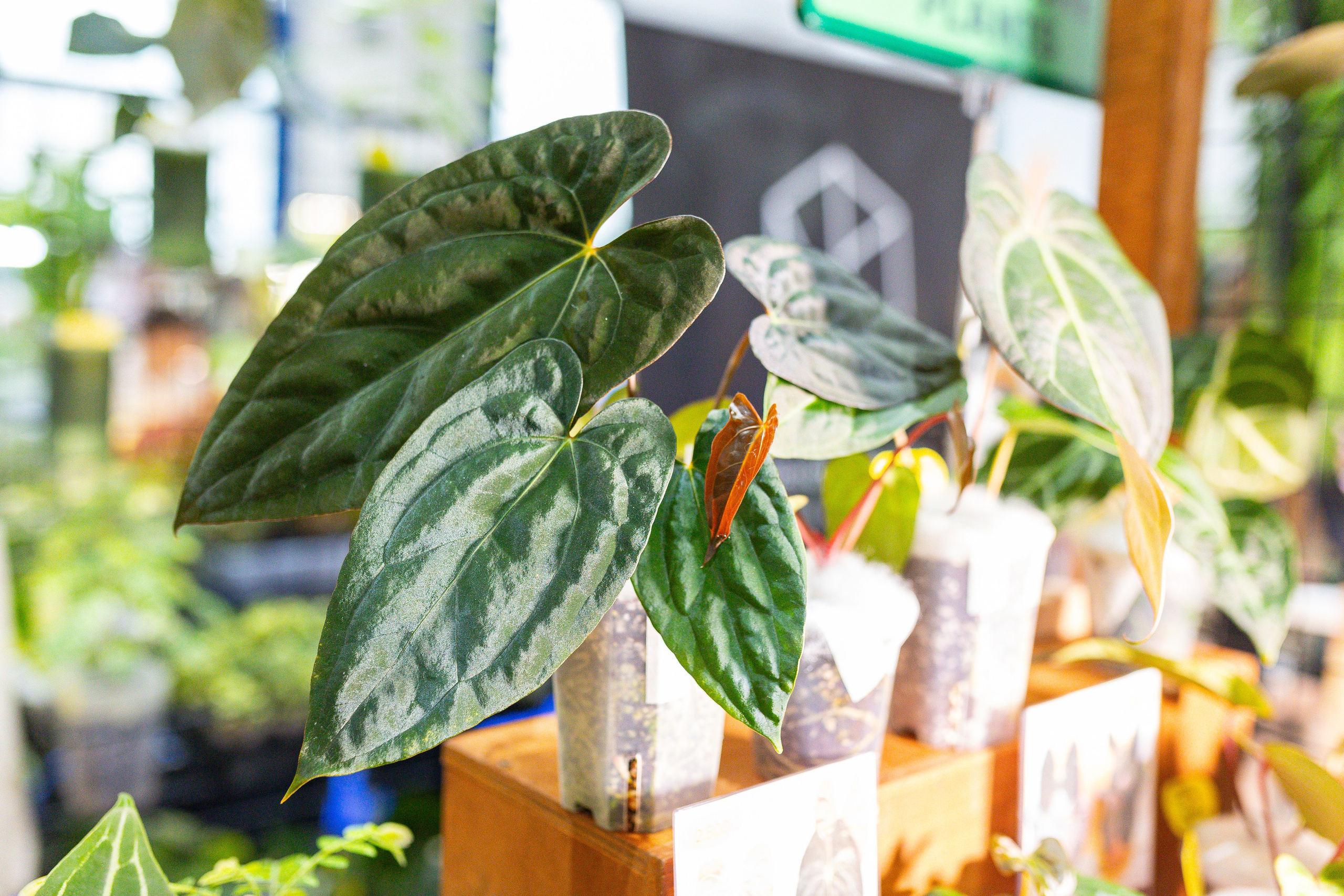 Монстериум 11–12 октября. Александра Куликова фотограф, Москва