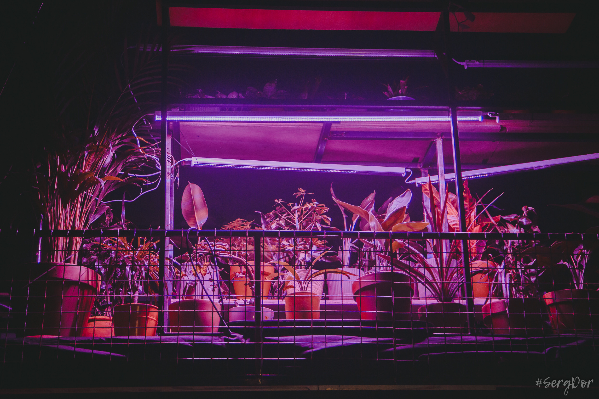 Дайте два, Ласточка, Санкт-Петербург, Люся Махова, Тёща, 15 лет, 24.11.2022, SergDor, 24 ноября 2022 года, #SergDor