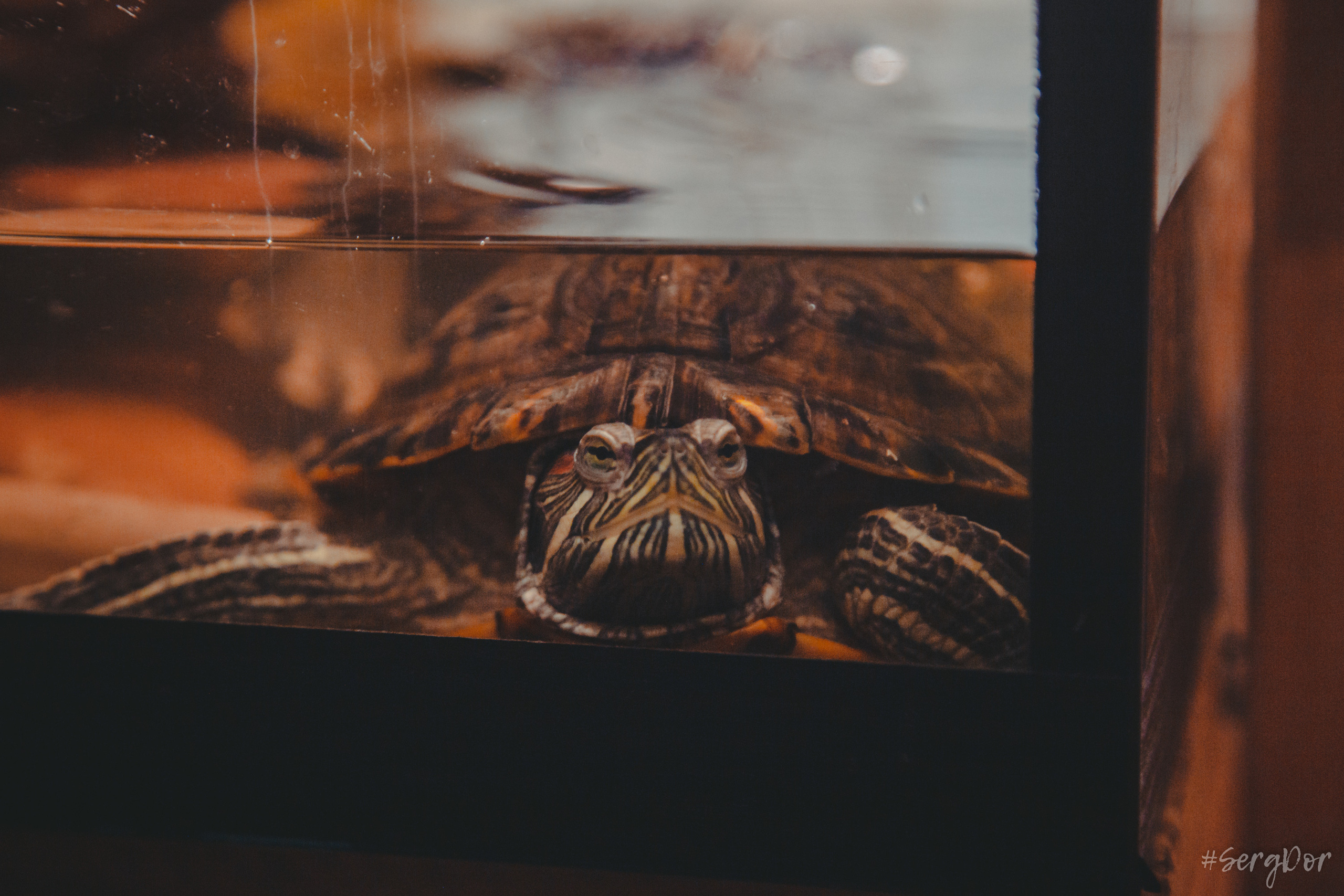 Екатерина Яшникова, Триглинки, Triglinki, акустика, квартирник, Санкт-Петербург, СПб, концерт, 21.01.2023, SergDor, 21 января 2023 года, #SergDor