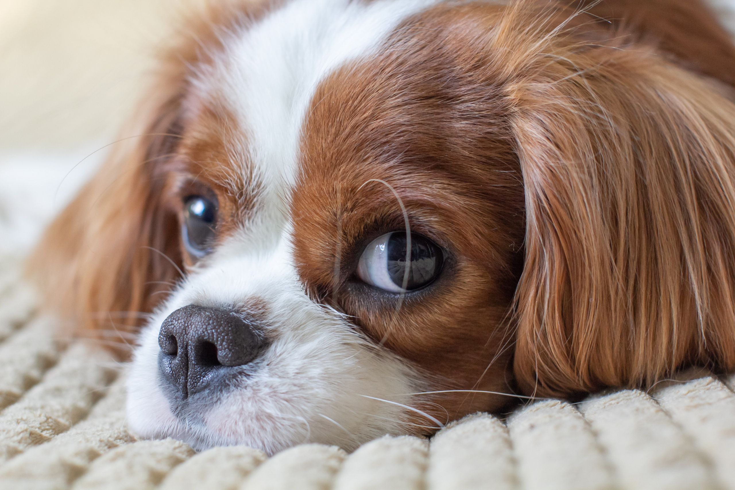 Животные. Детский и семейный фотограф в Санкт-Петербуре