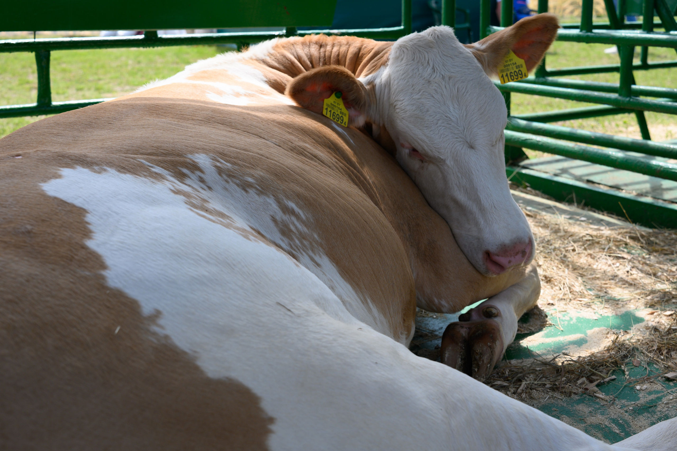 Агровыставка. Фотоуслуги, услуги фотографа, фотографирование важных событий