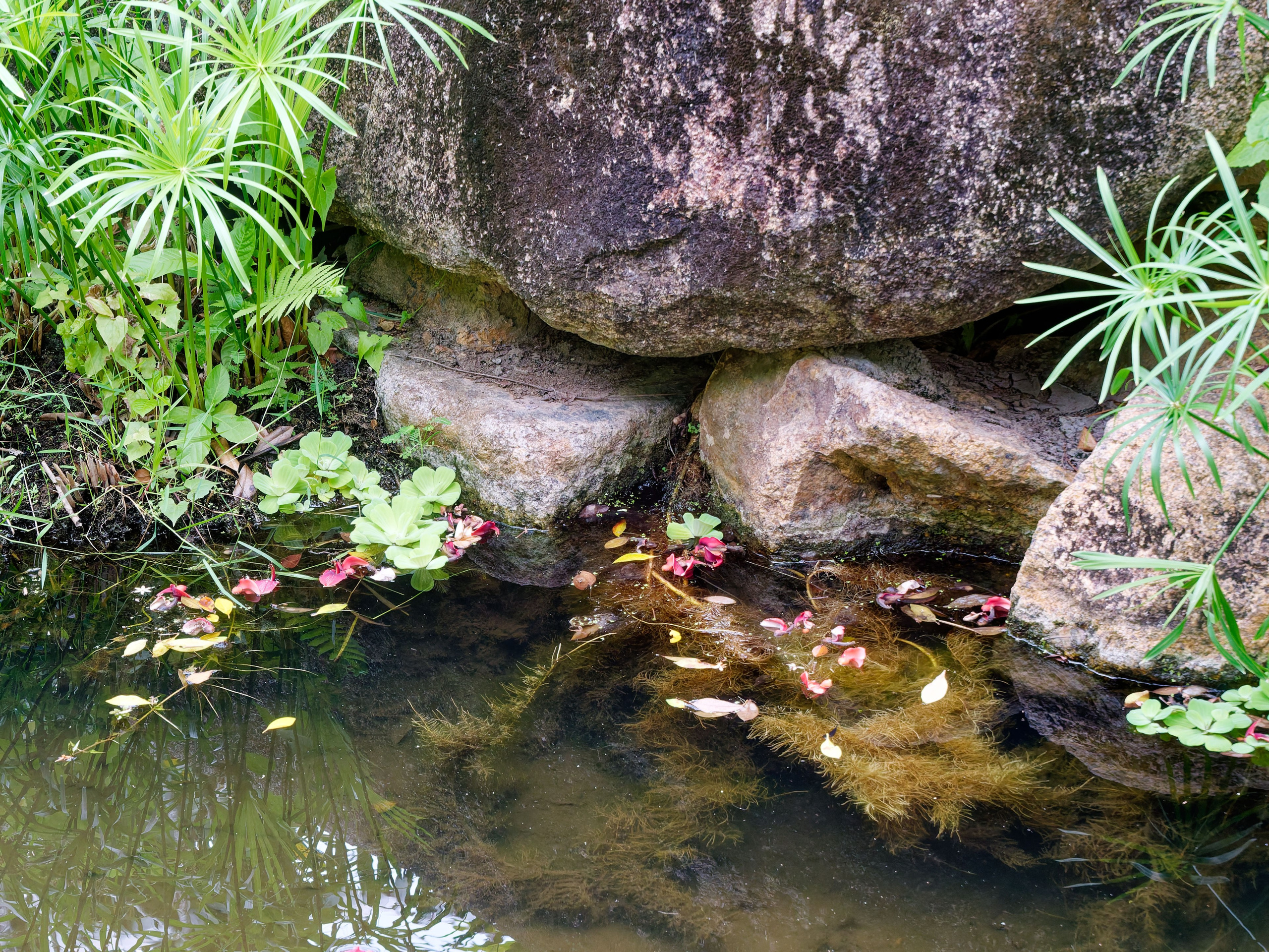 Хайнань 2026, Золотые рыбки в реке отеля. Фотопрогулки по Миру