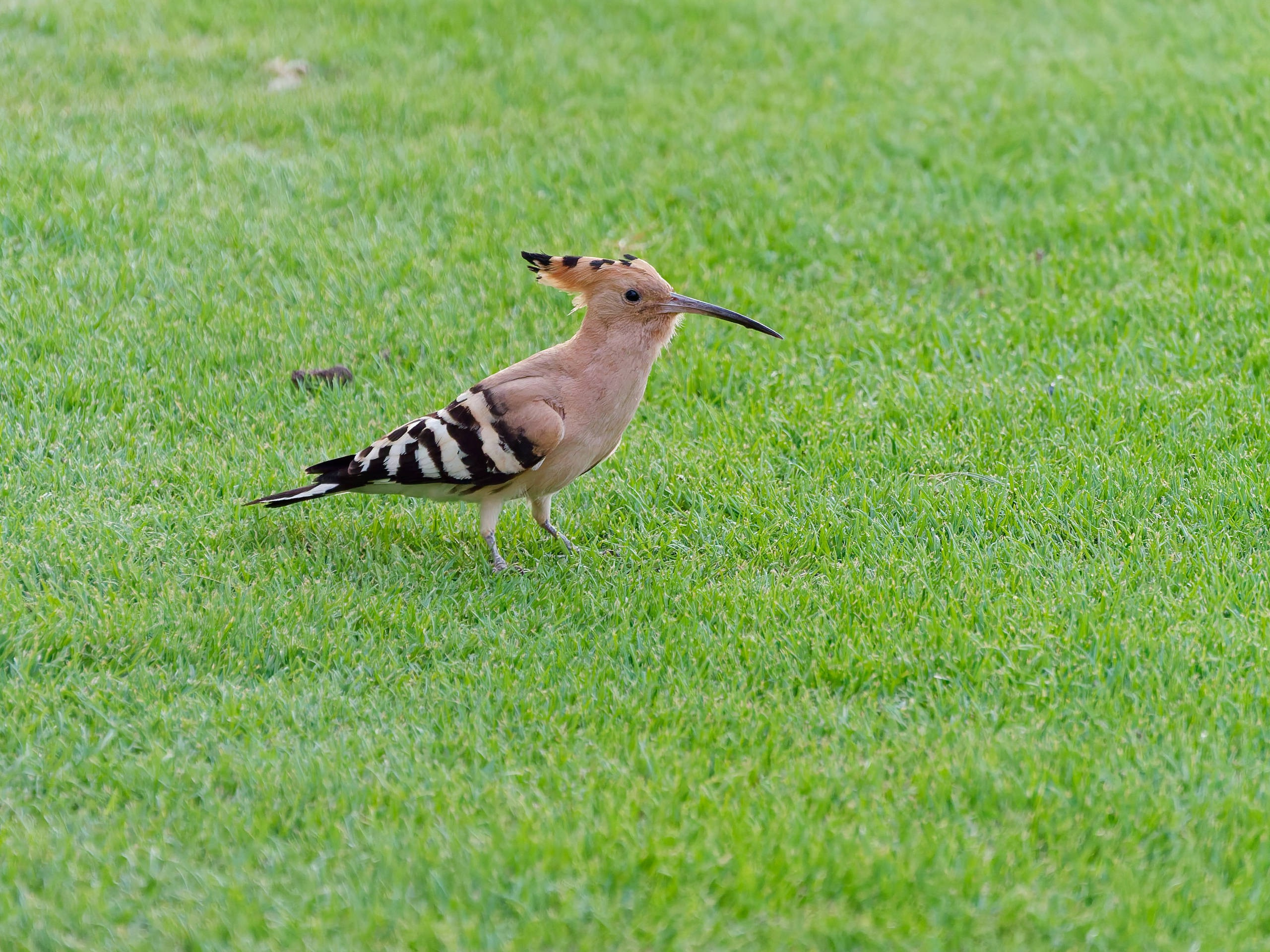Шарм-эль-Шейх 2022 (1). Избранные фотографии