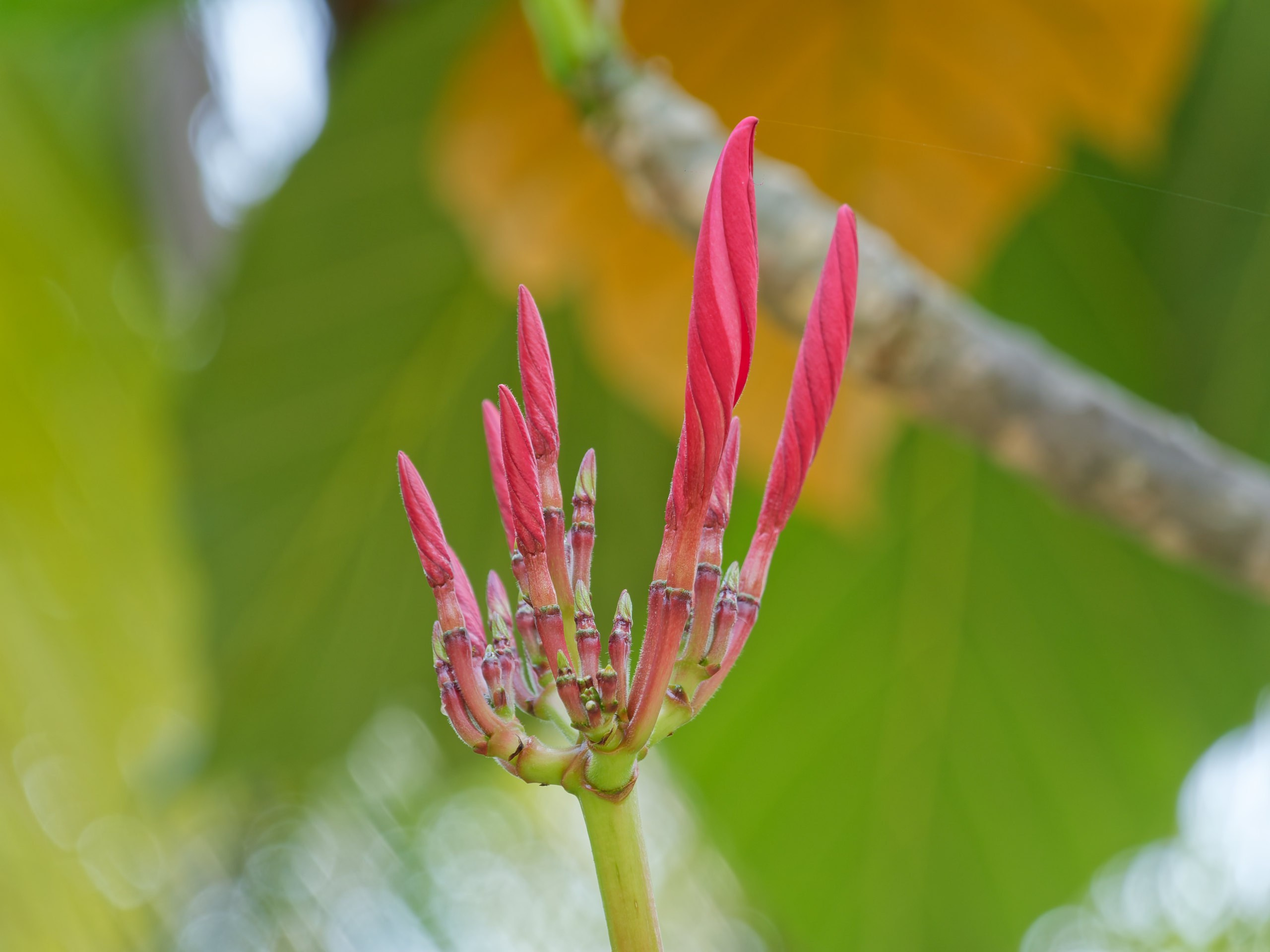 Хайнань 2026, флора, цветы и деревья. Фотопрогулки по Миру