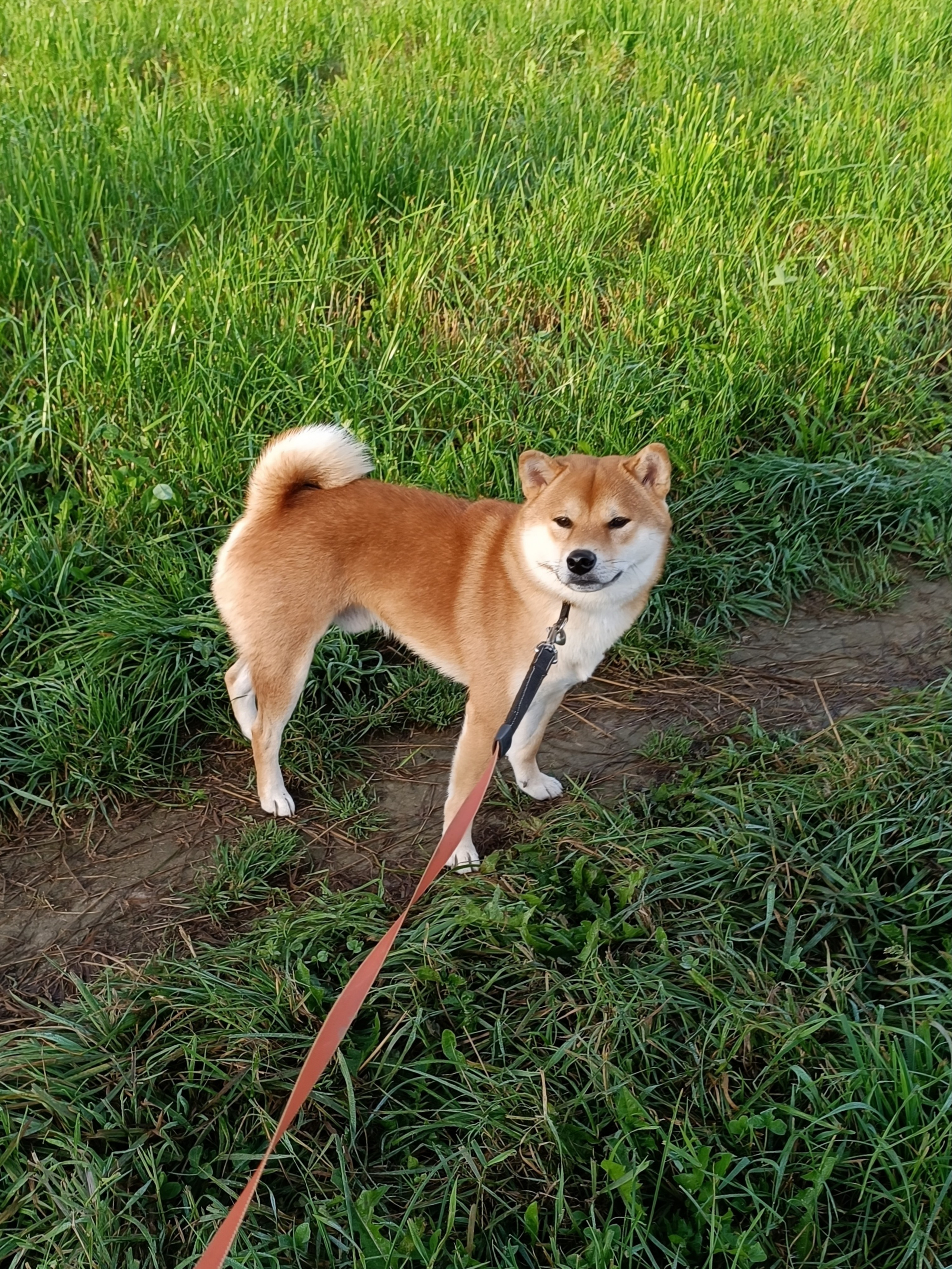 Rubylight Vin Diesel. Американская акита I Сиба ину I Питомник RUBYLIGHT