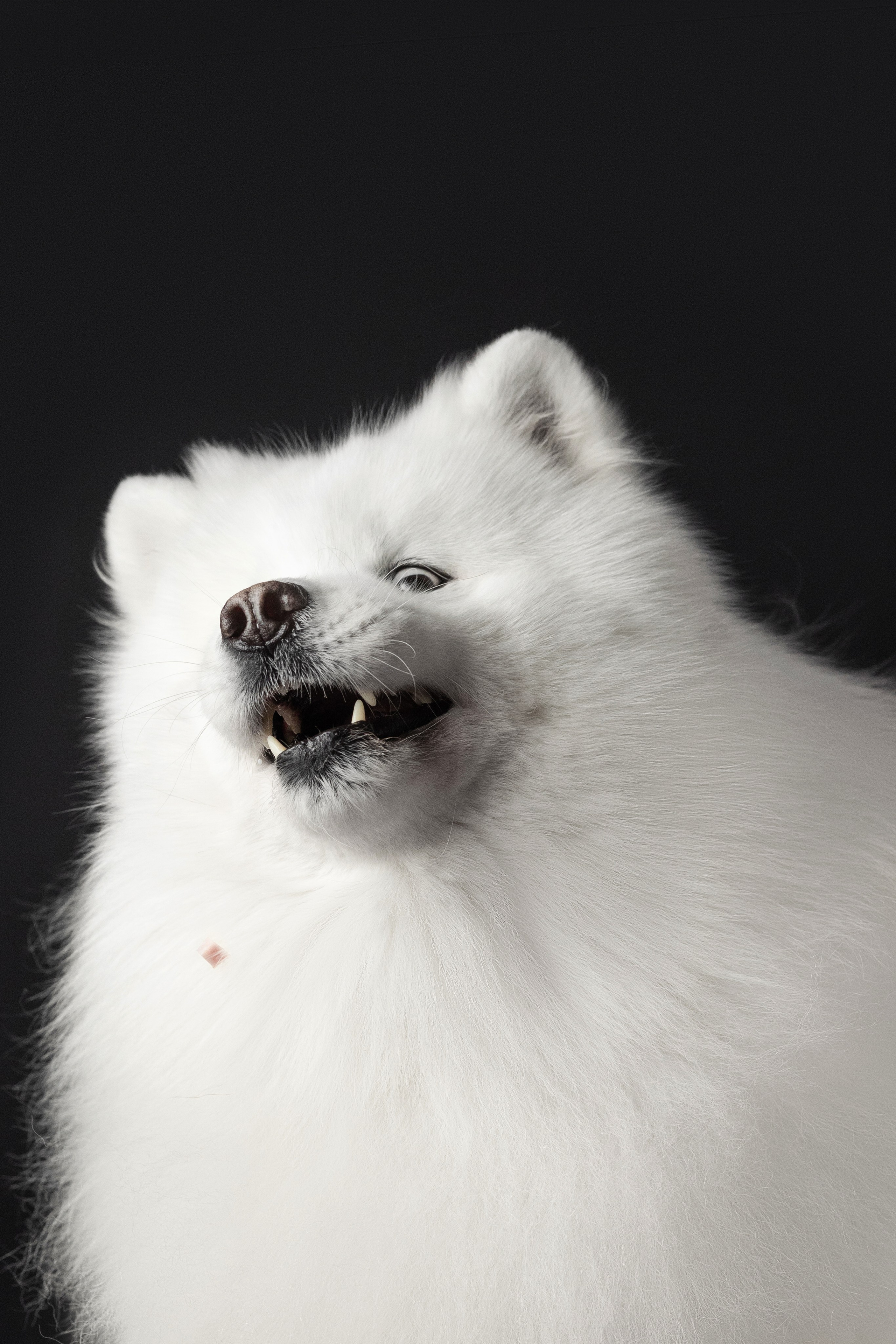 Студия, летающие вкусняшки. Фотограф анималист в Москве Майорова Евгения