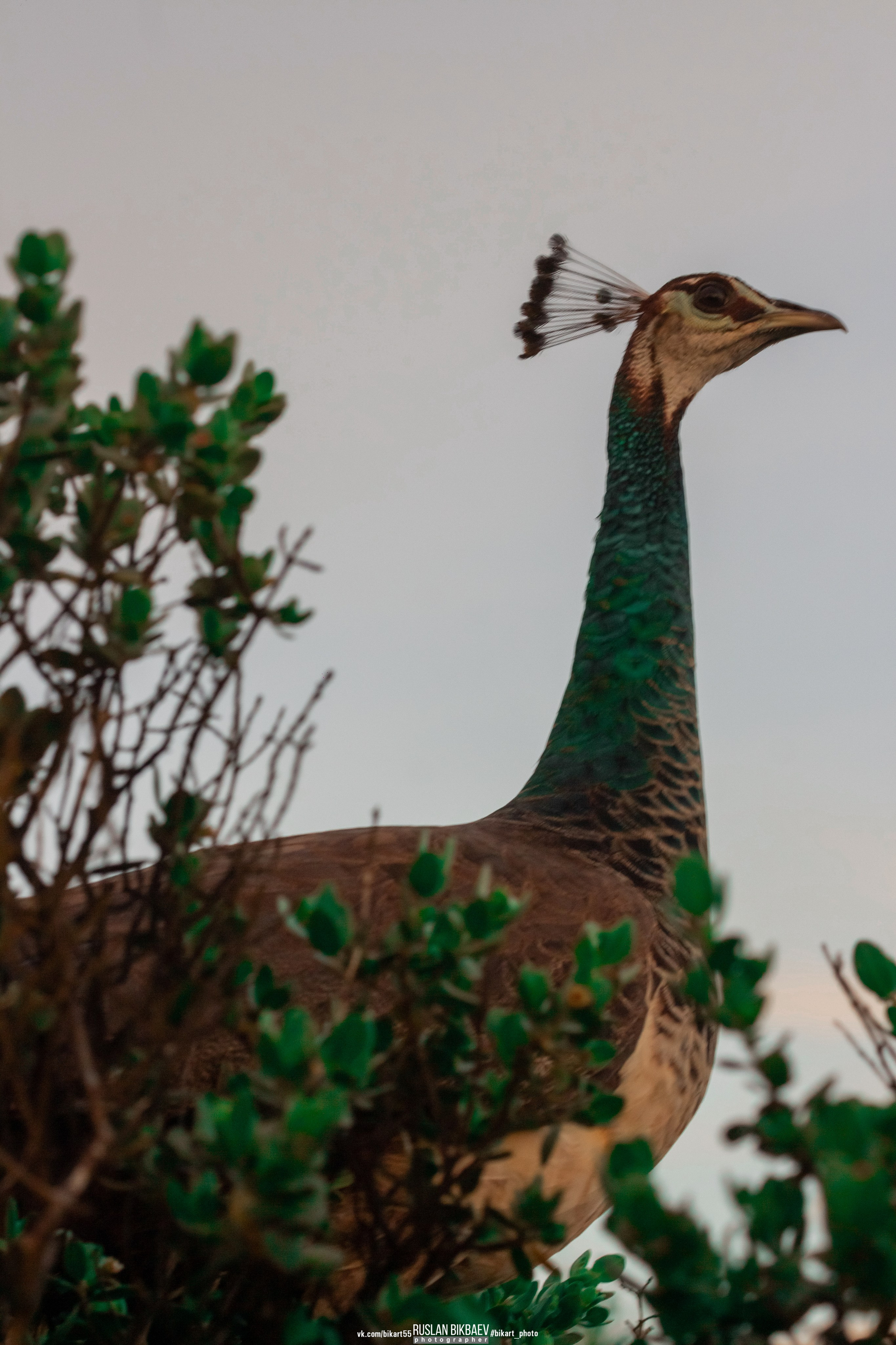 ШРИ-ЛАНКА 2025 / SRI LANKA 2025. Главная