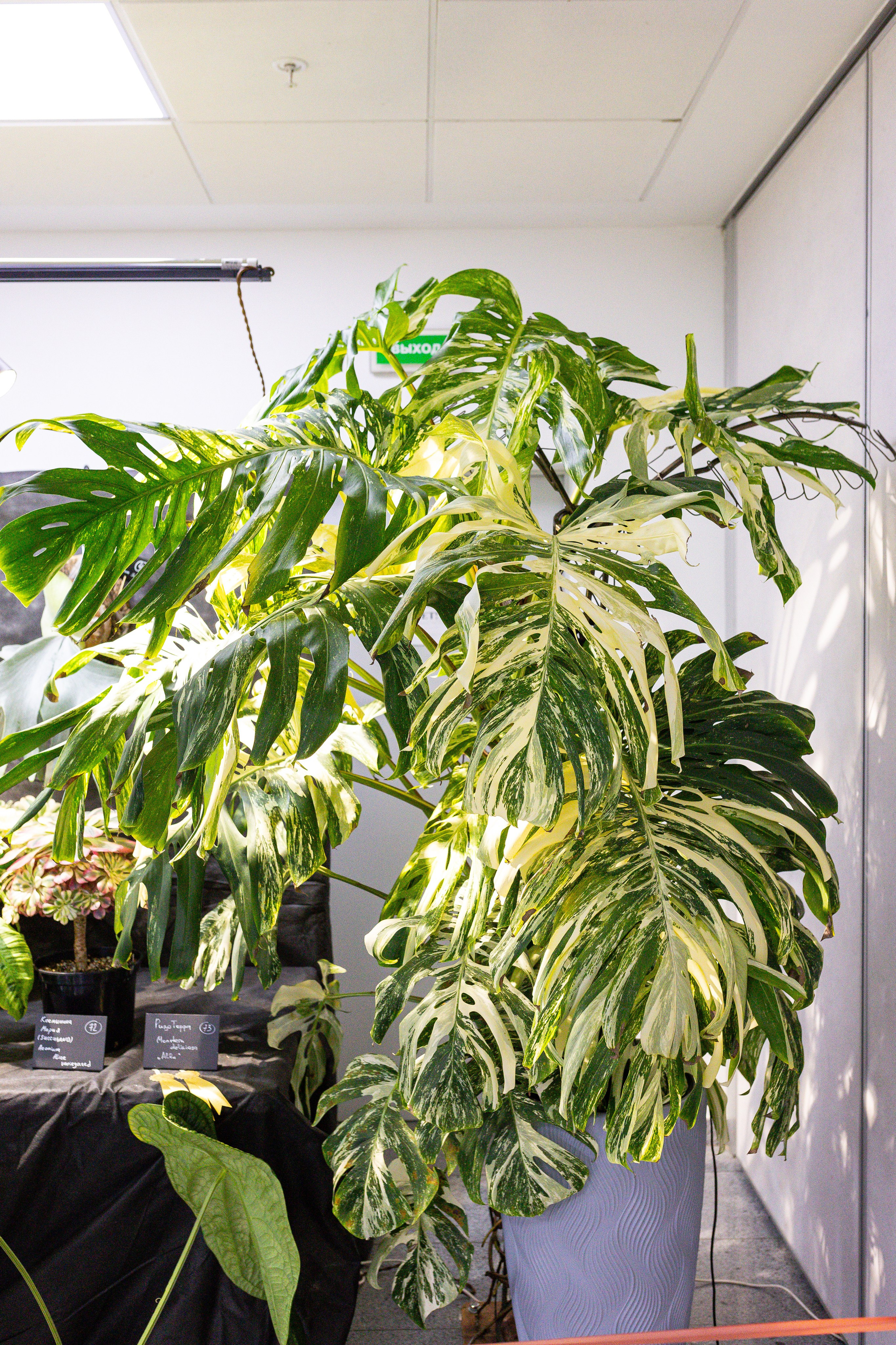 Монстериум 11–12 октября. Александра Куликова фотограф, Москва