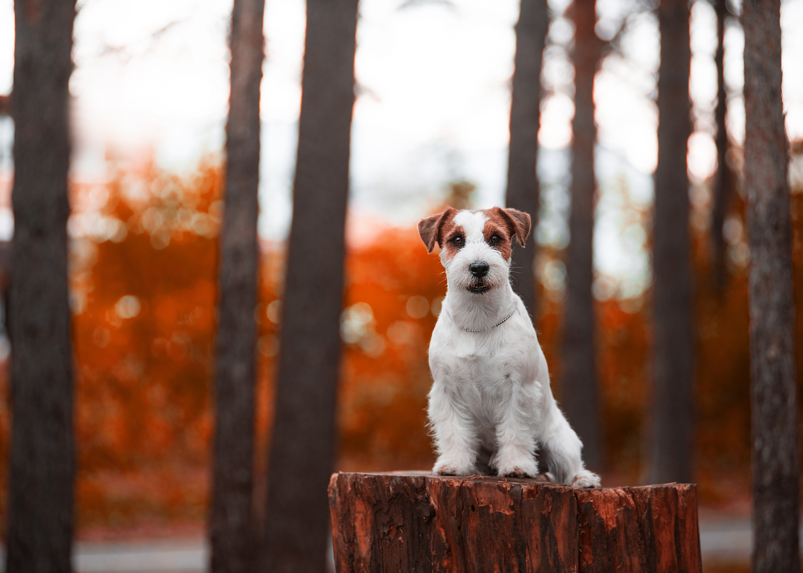 Осень с рыжими собаками. Дог-фотограф в Тюмени Александра Королева