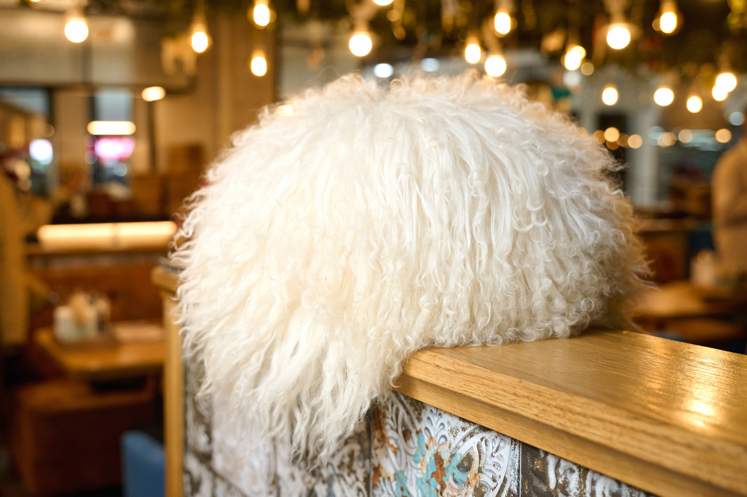 Хочу Пури 3 года. Фотограф Опыт Качество Скорость Горный Алтай Барнаул