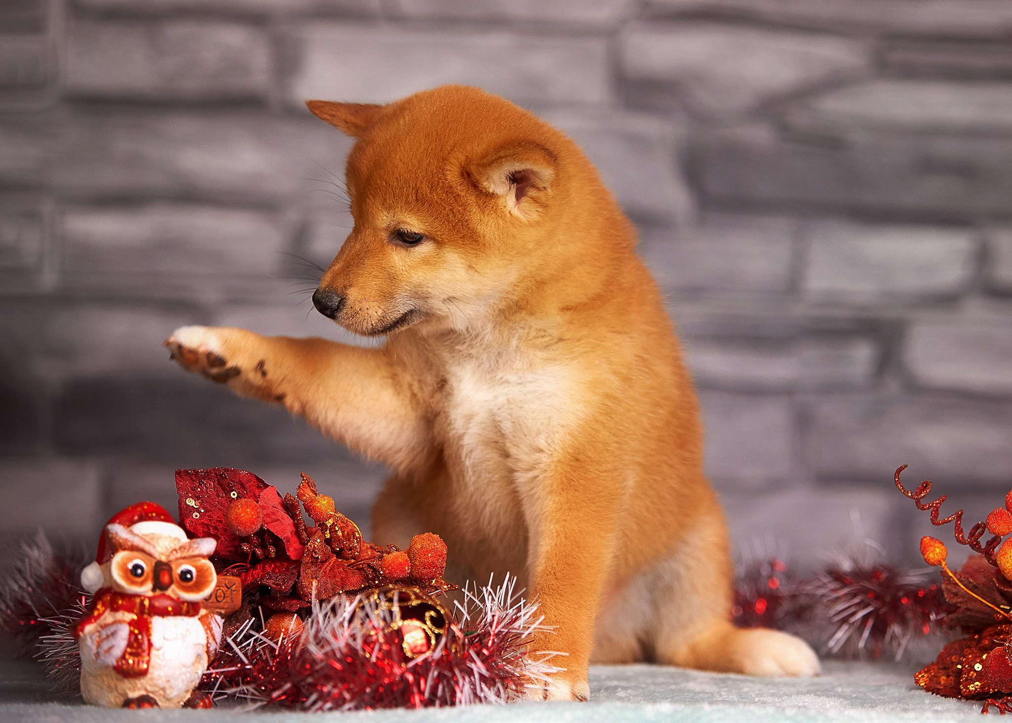 Puppies. Фотограф-анималист в Москве Евгения Старостина