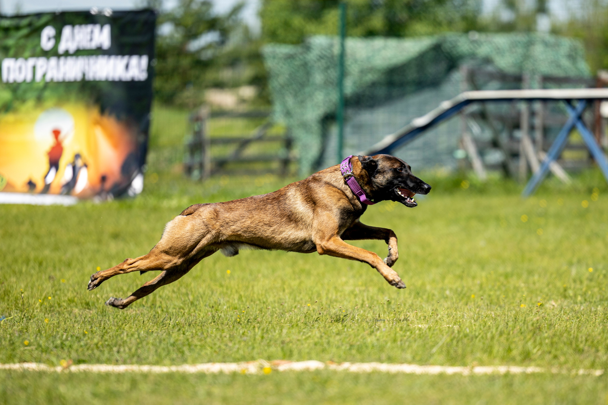 Испытания по мондьорингу в Нижнем Новгороде. Фотограф-анималист Анна Маринич